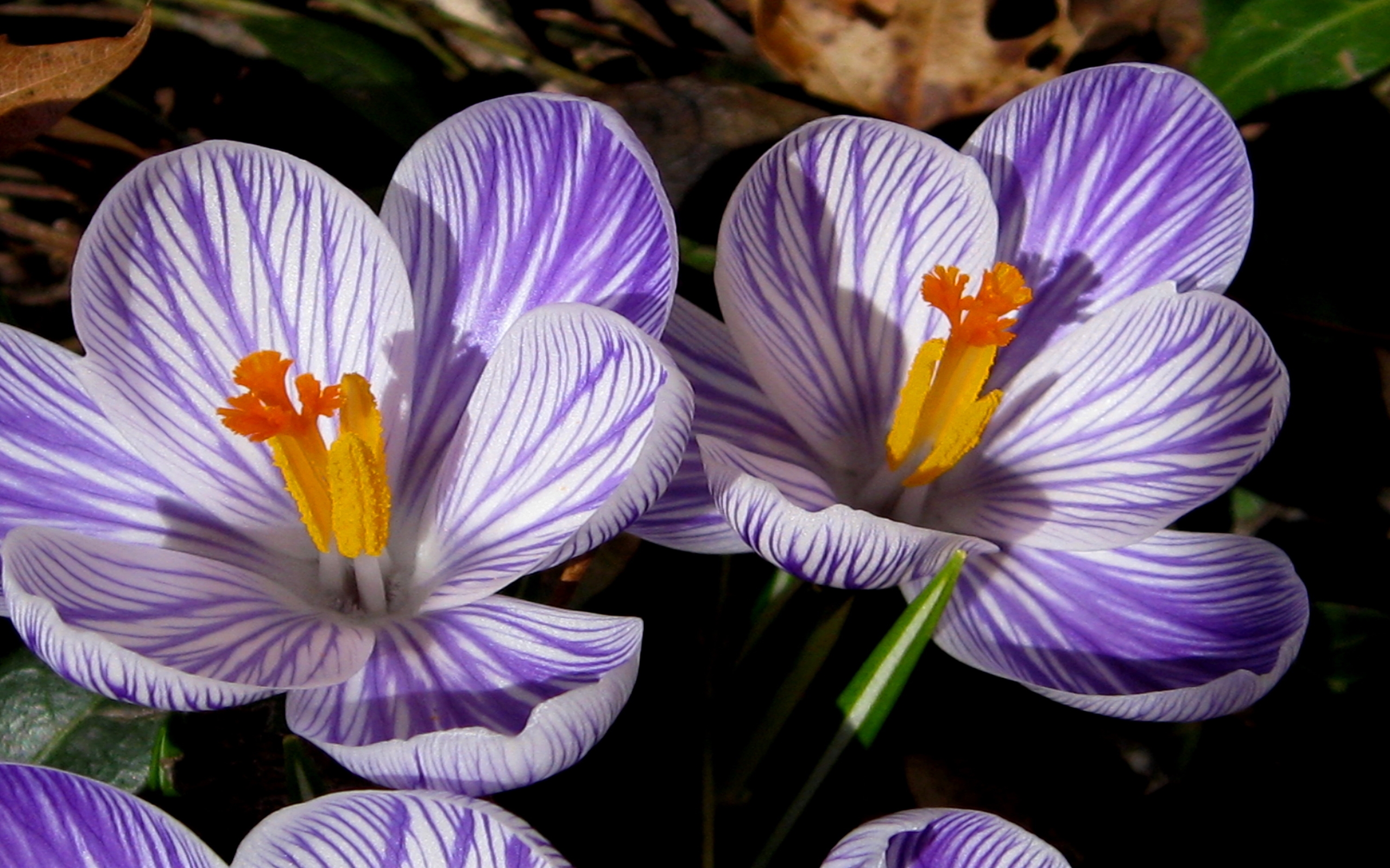 Download mobile wallpaper Flowers, Close Up, Earth, Crocus, Purple Flower for free.