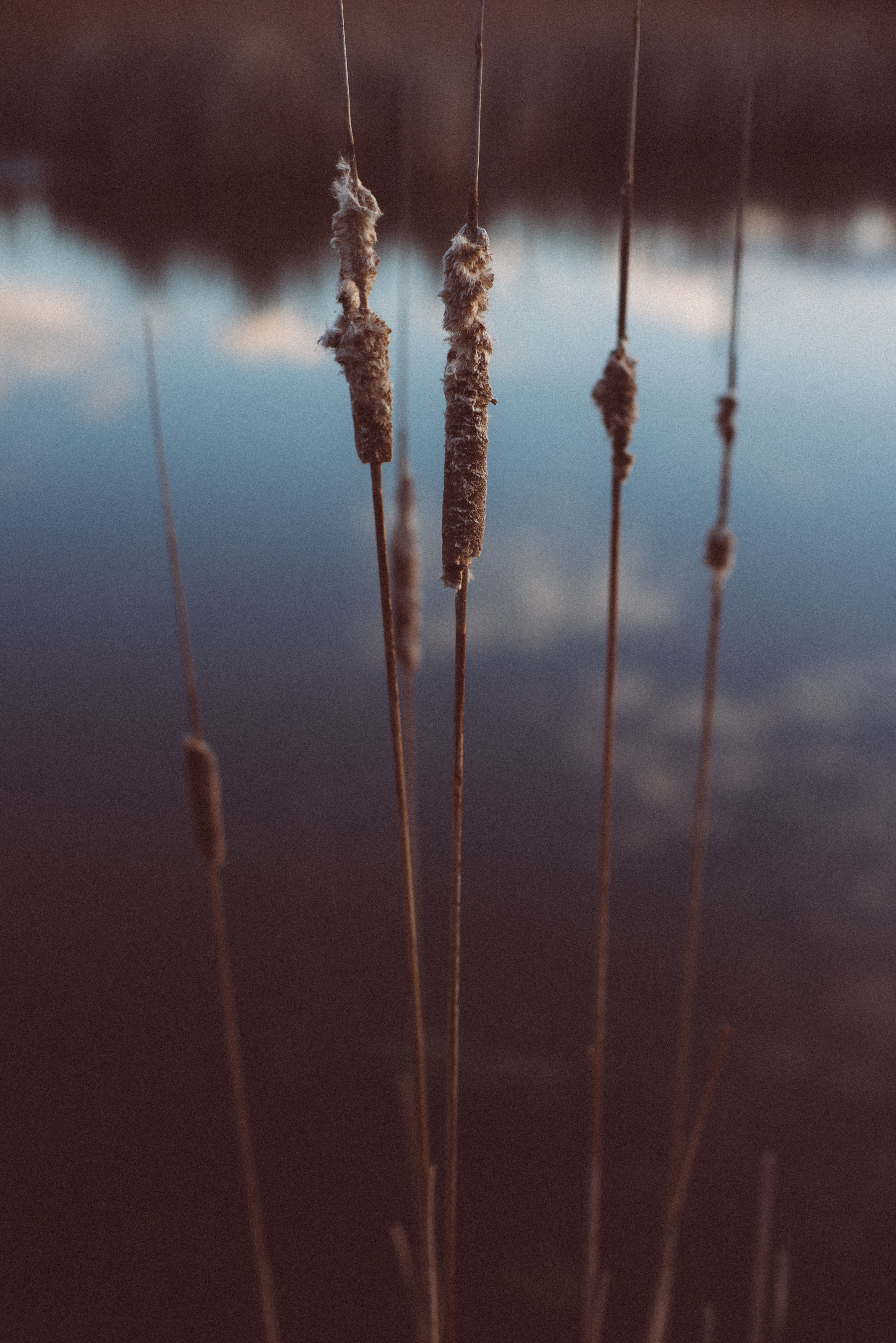 nature, plant, evening, cane, reed