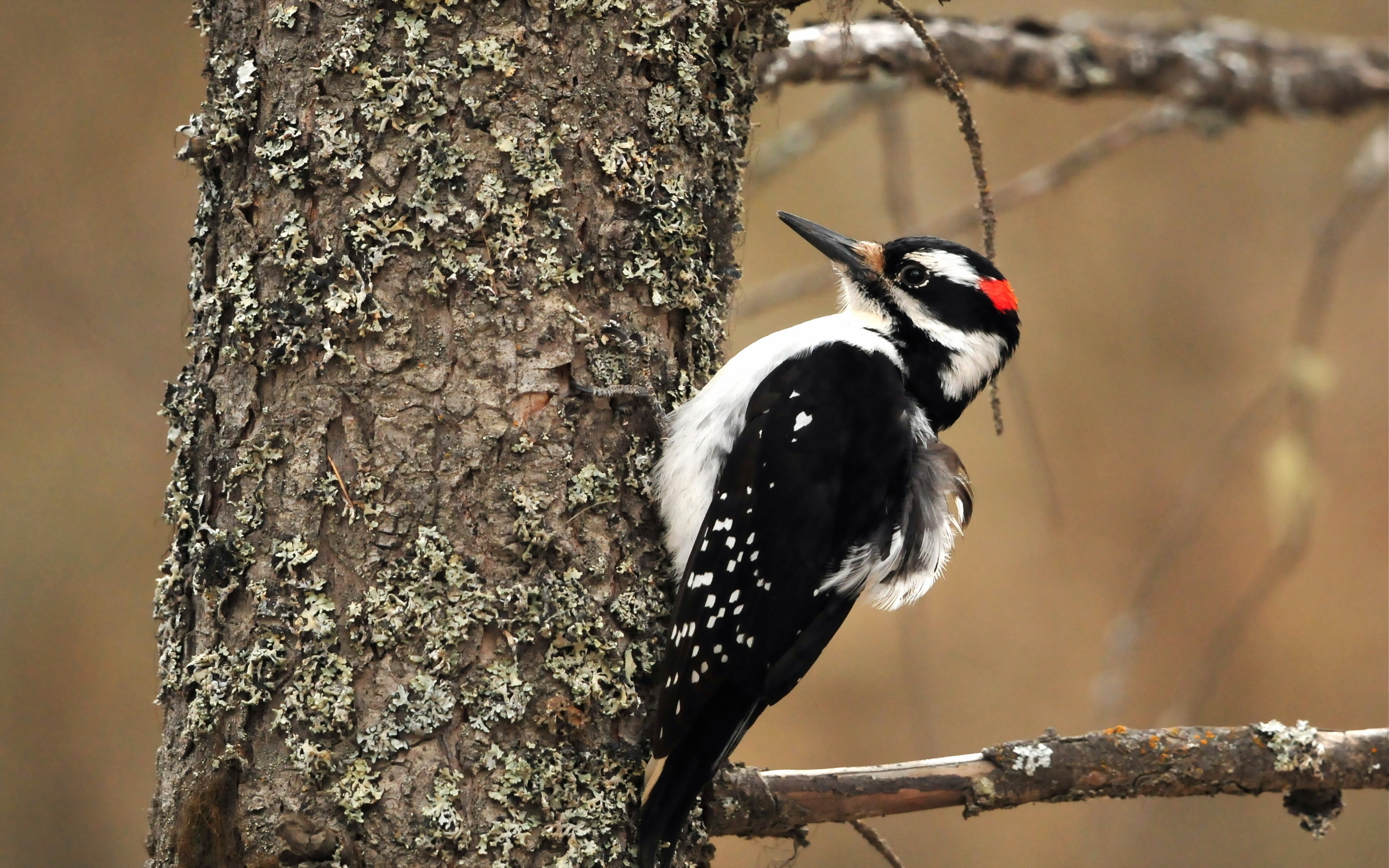 Laden Sie das Tiere, Vögel, Vogel-Bild kostenlos auf Ihren PC-Desktop herunter