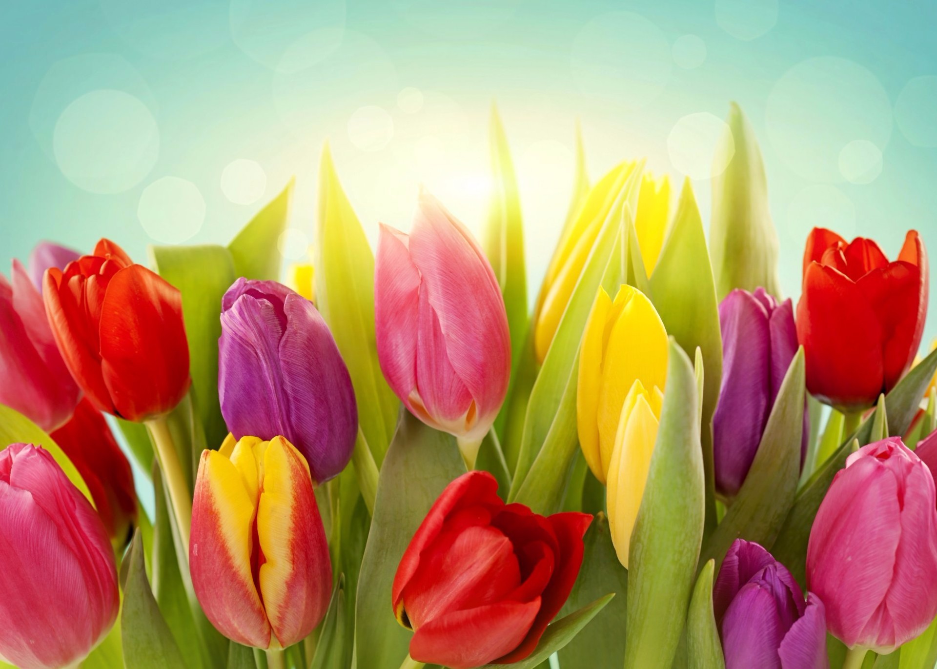 Free download wallpaper Flowers, Flower, Earth, Colors, Colorful, Tulip on your PC desktop