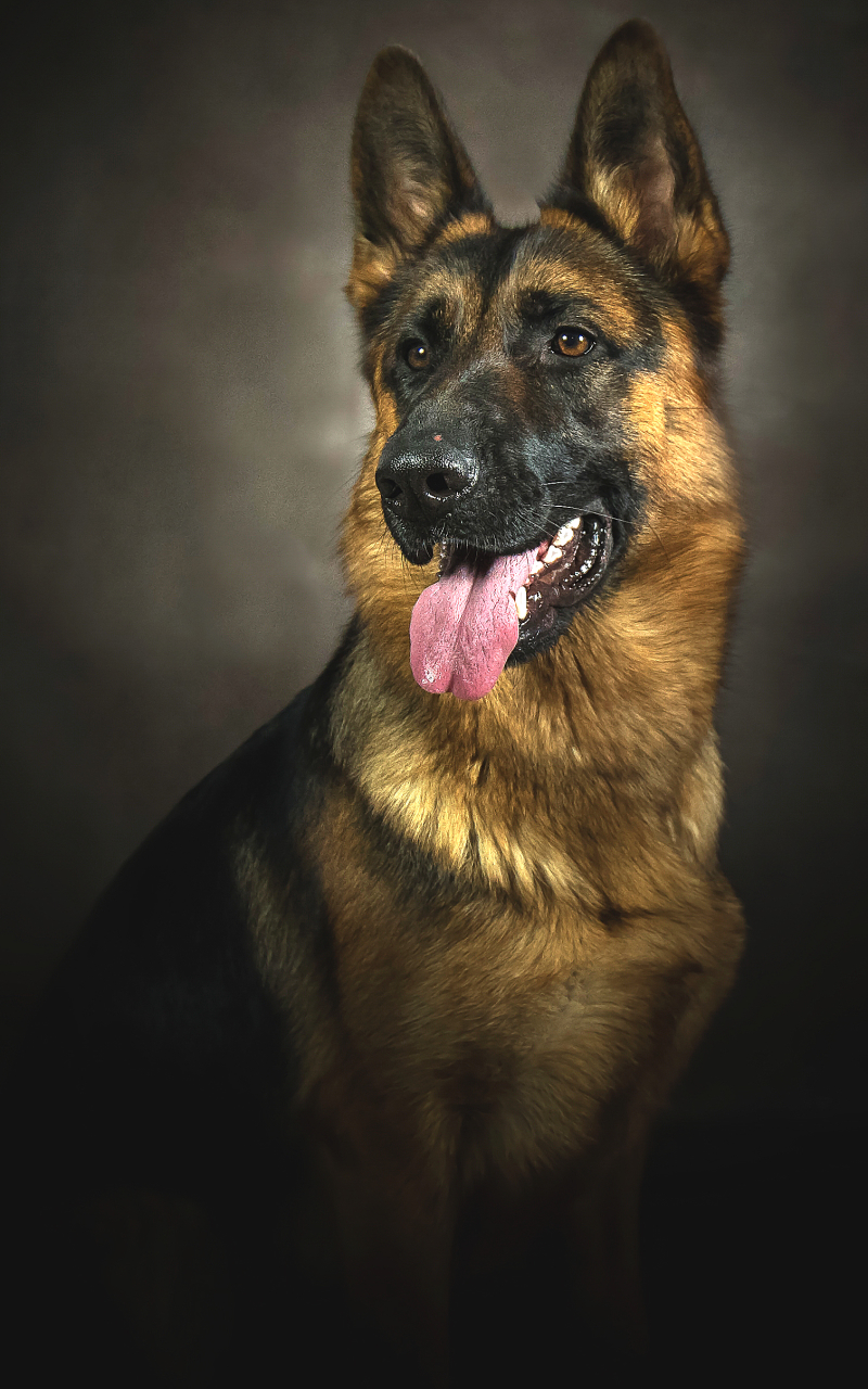 Download mobile wallpaper Dogs, Dog, Animal, Portrait, German Shepherd for free.