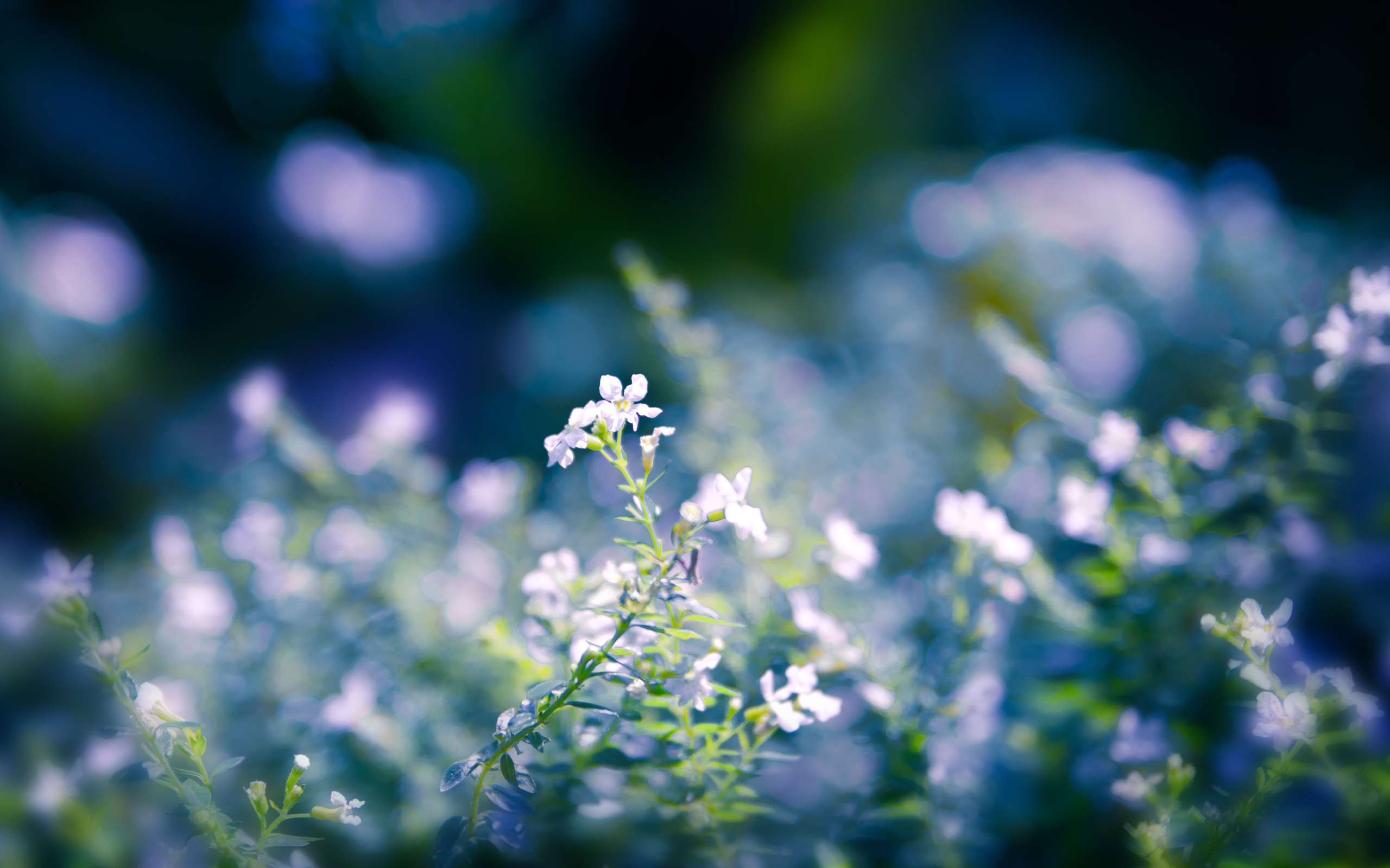 Descarga gratuita de fondo de pantalla para móvil de Flores, Flor, Tierra/naturaleza.