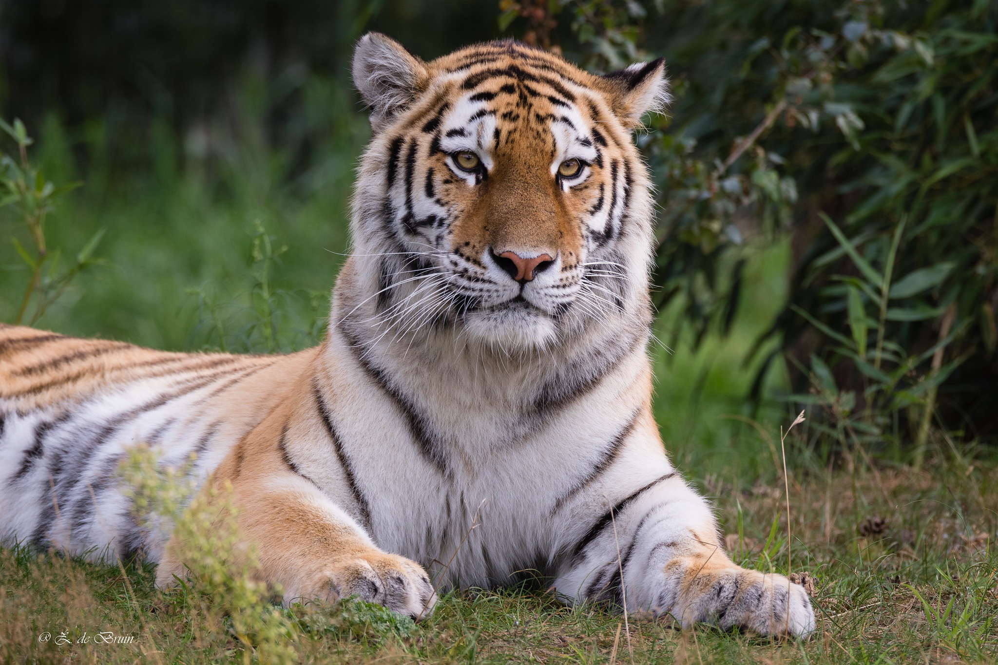 Téléchargez des papiers peints mobile Animaux, Chats, Tigre gratuitement.