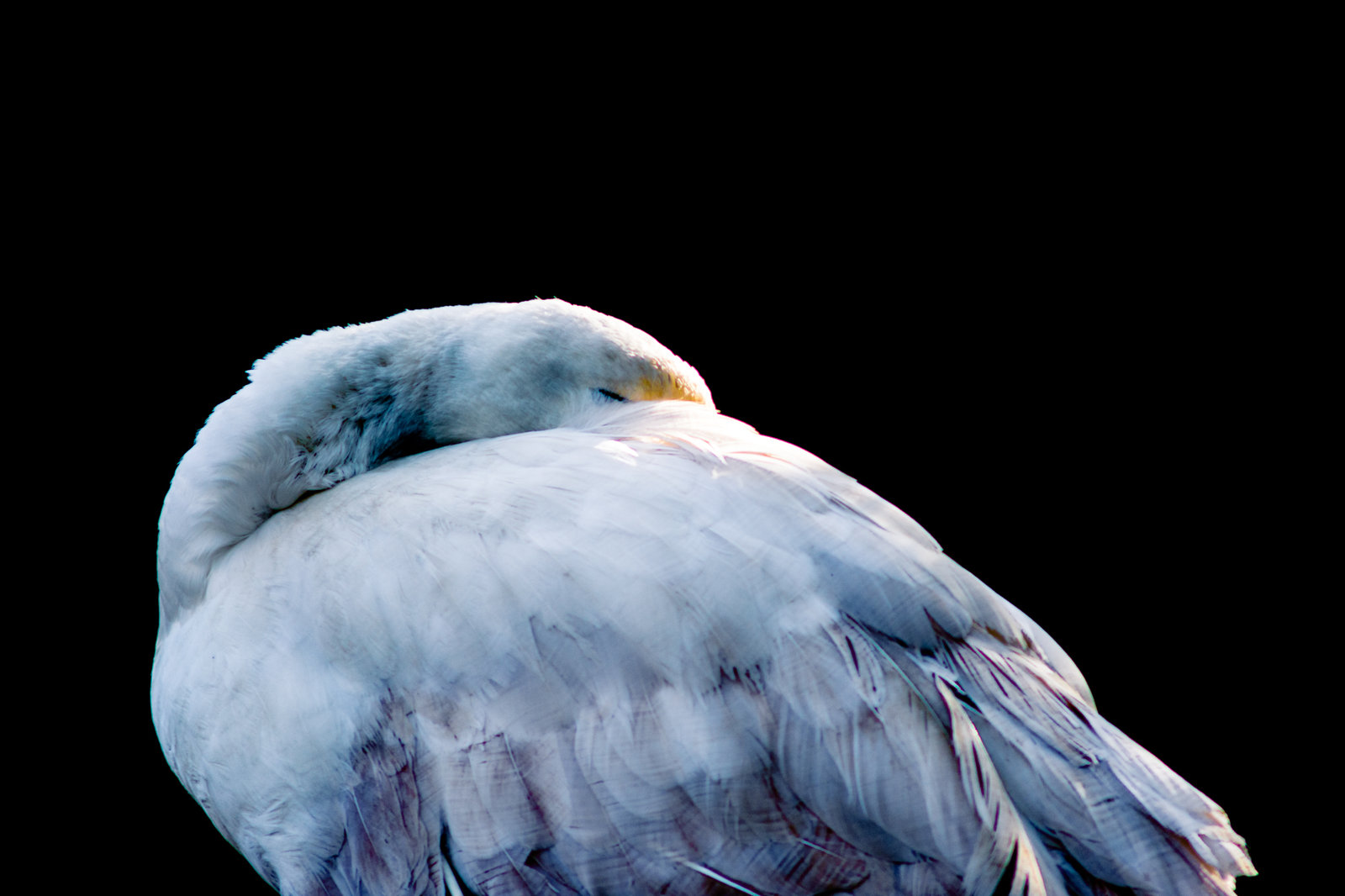 Free download wallpaper Birds, Animal, Swan on your PC desktop