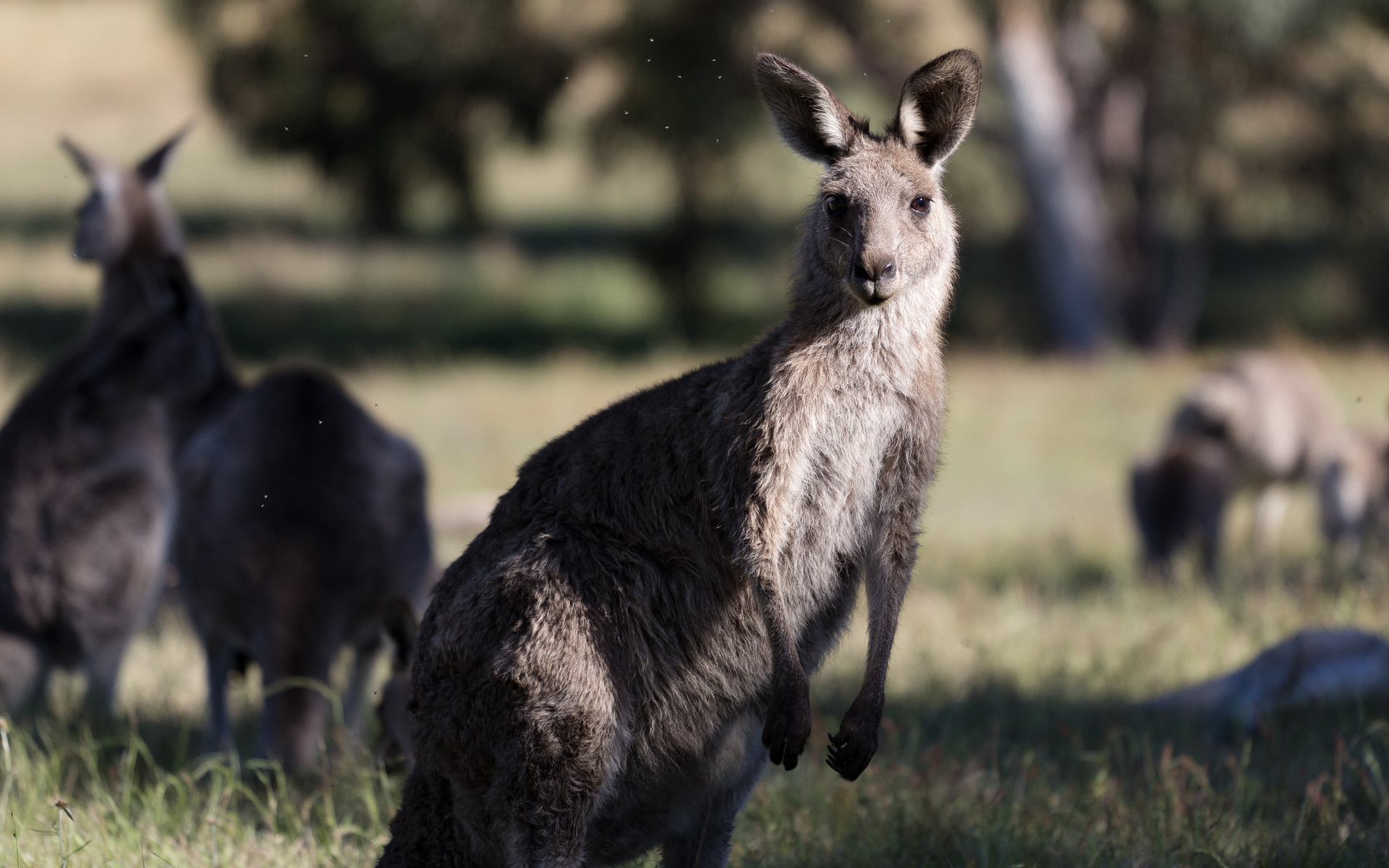 Laden Sie das Tiere, Känguru-Bild kostenlos auf Ihren PC-Desktop herunter