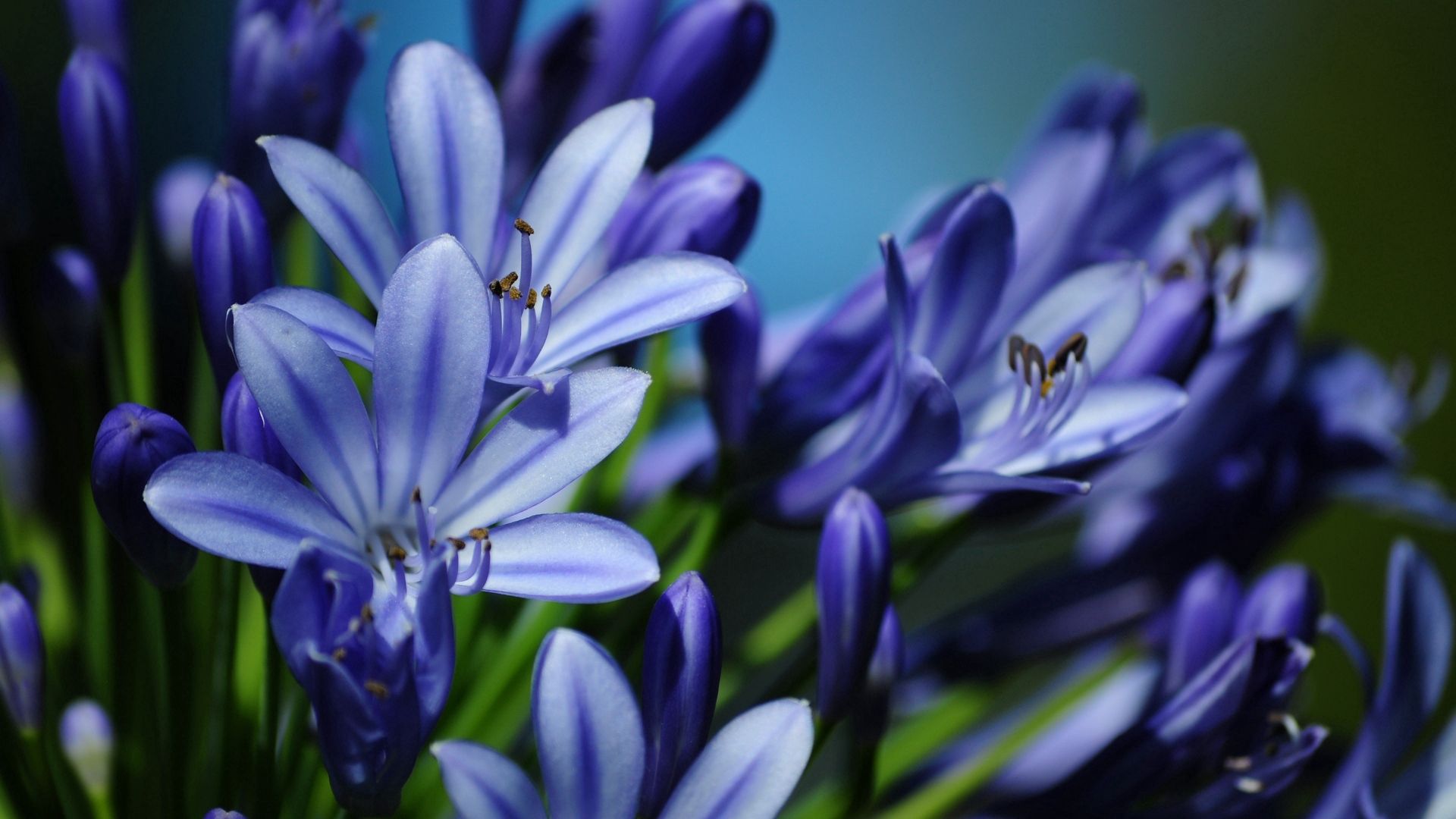 Скачать картинку Растение, Синий, Макро, Цветы, Цветение в телефон бесплатно.