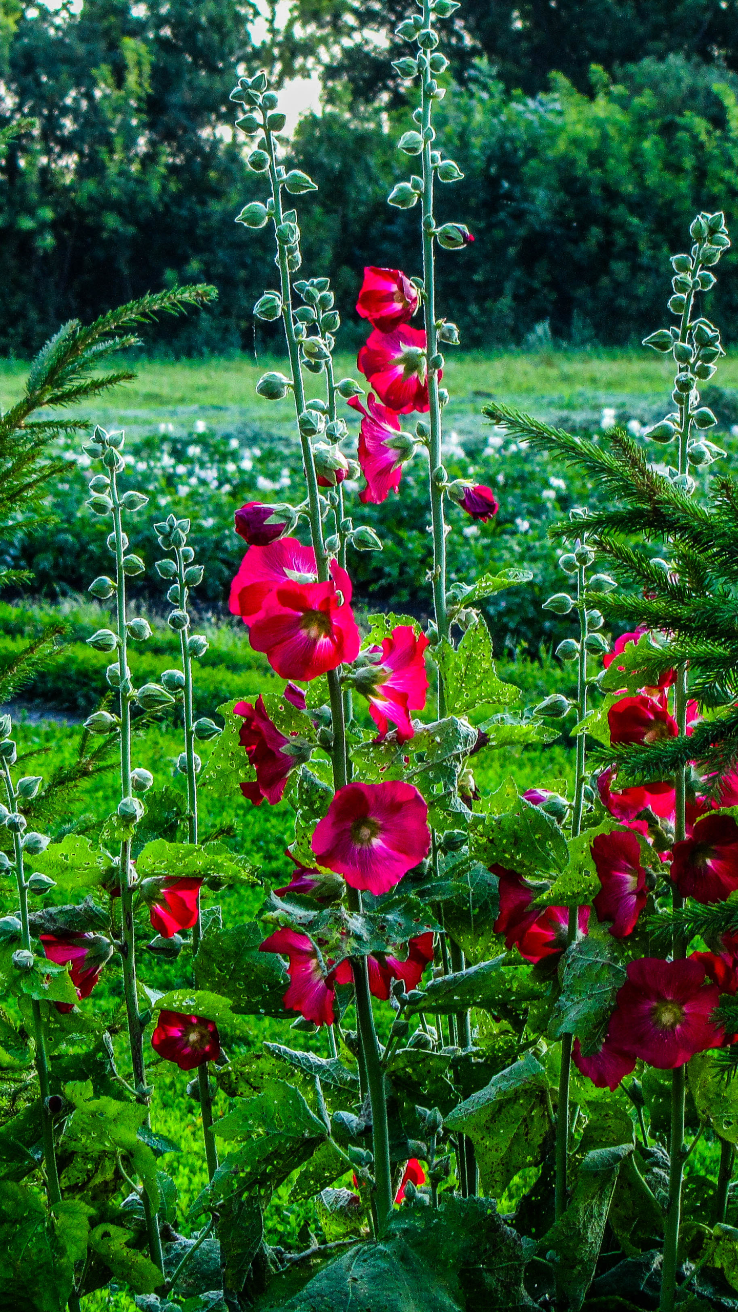 Descarga gratuita de fondo de pantalla para móvil de Flores, Flor, Tierra/naturaleza.