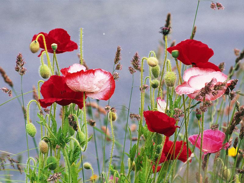 Download mobile wallpaper Flowers, Plants, Poppies for free.