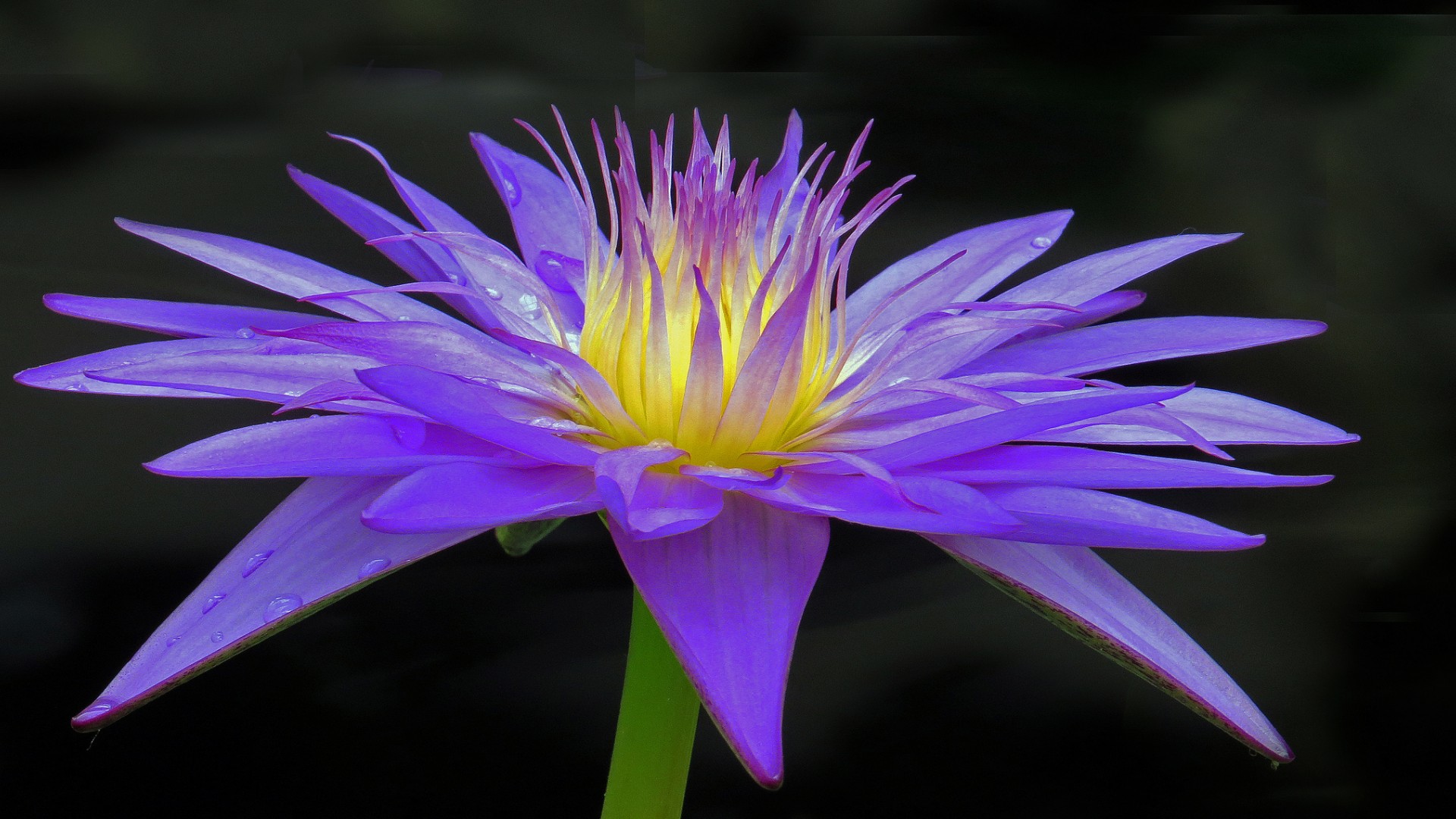 Descarga gratis la imagen Flores, Nenúfar, Tierra/naturaleza en el escritorio de tu PC