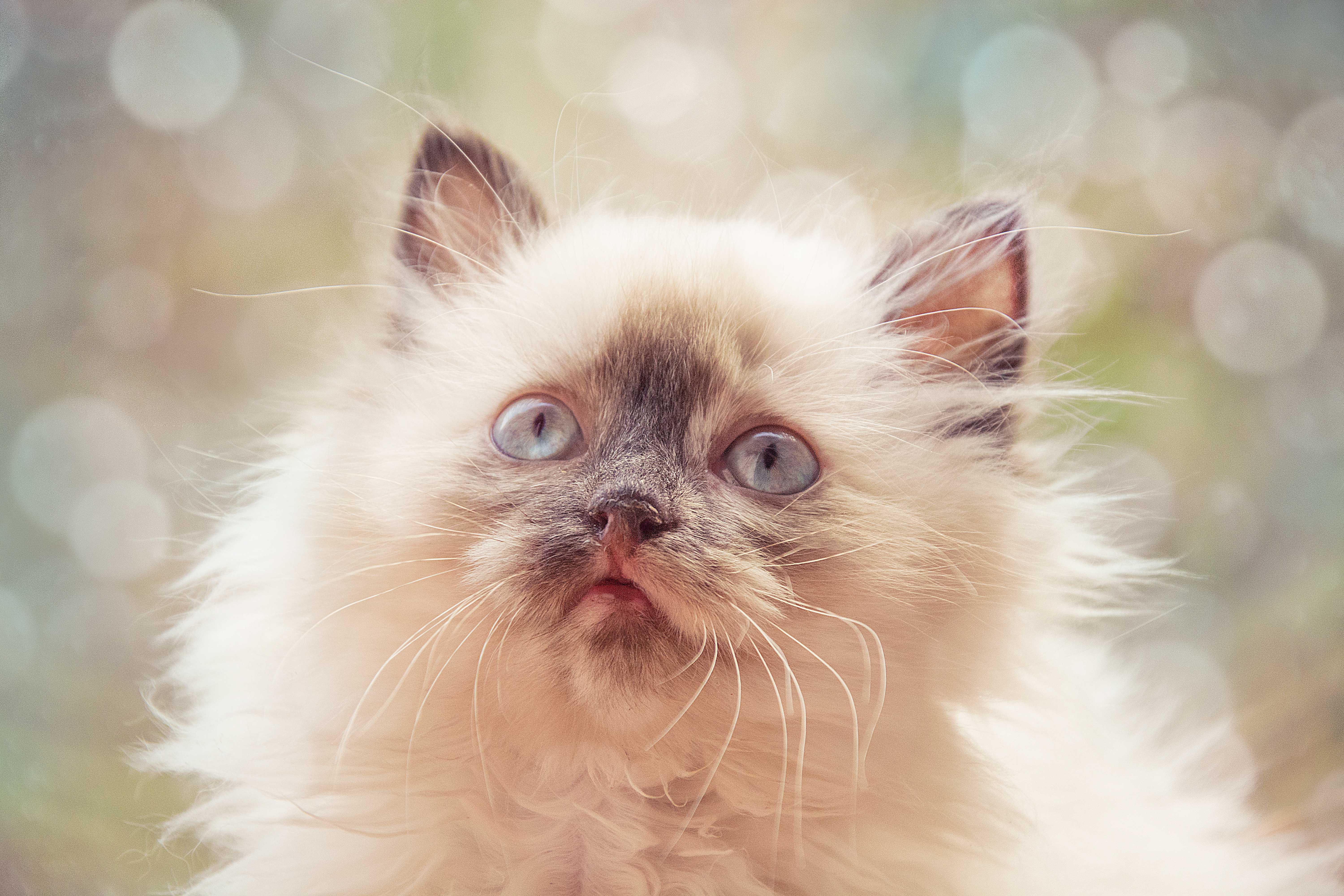 Download mobile wallpaper Cats, Cat, Close Up, Animal, Bokeh for free.