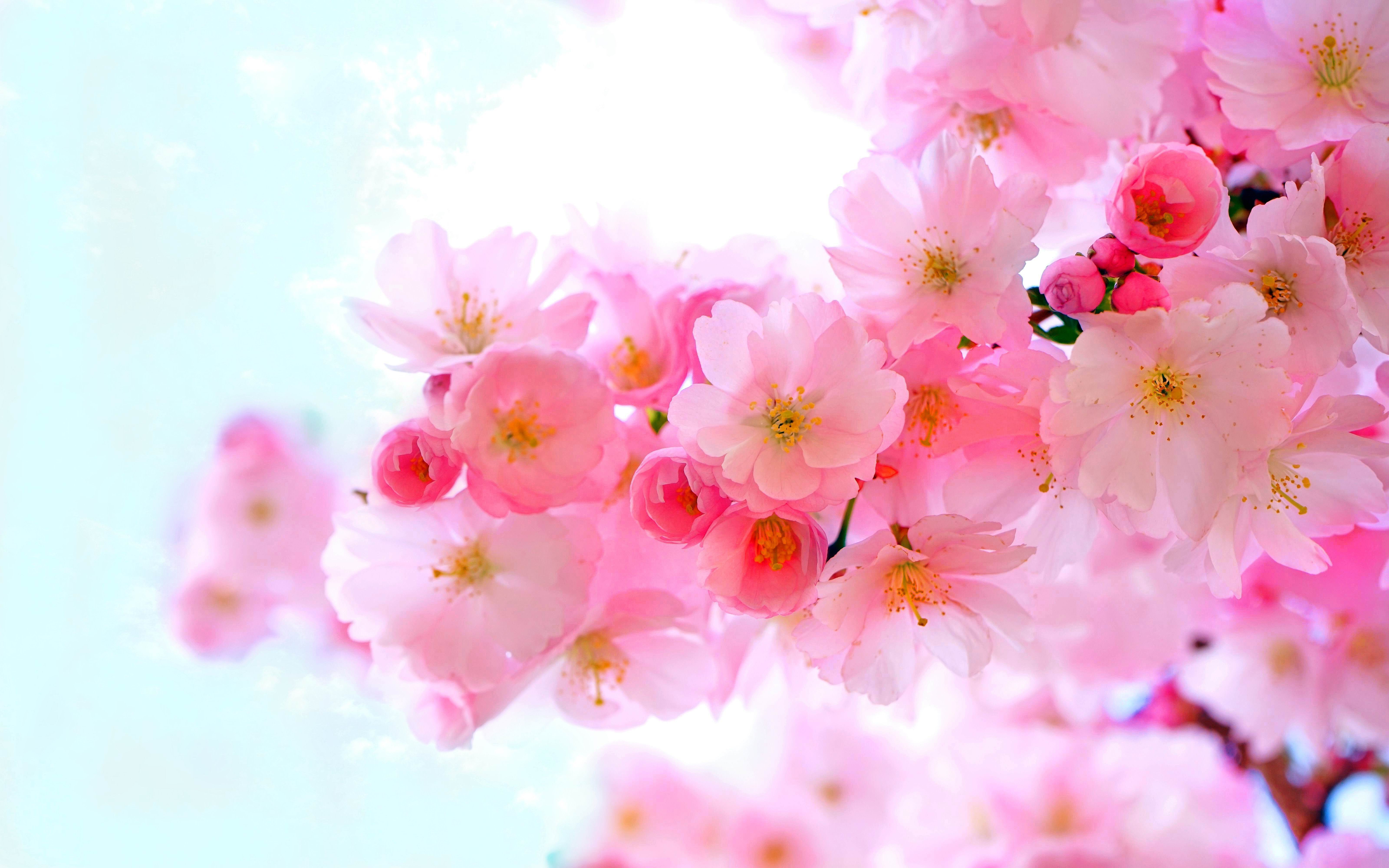 Скачати мобільні шпалери Сакура, Цвітіння, Земля, Рожевий, Весна, Пастель безкоштовно.
