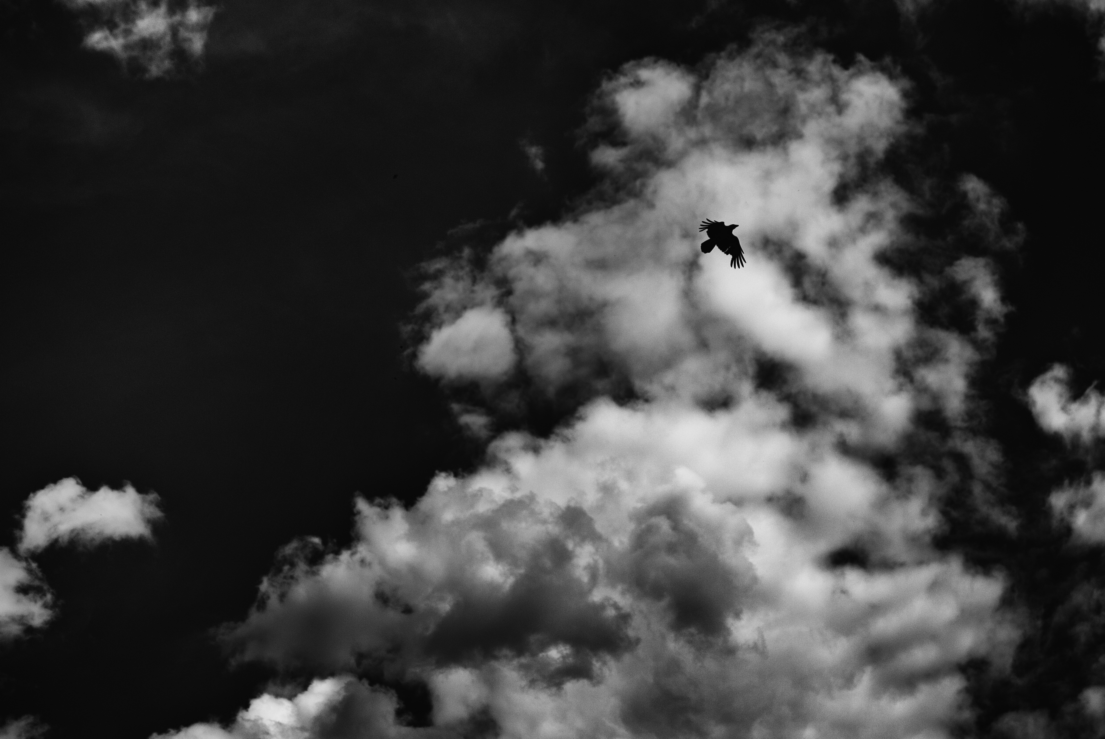 Laden Sie das Sky, Bw, Chb, Vogel, Flug, Clouds-Bild kostenlos auf Ihren PC-Desktop herunter