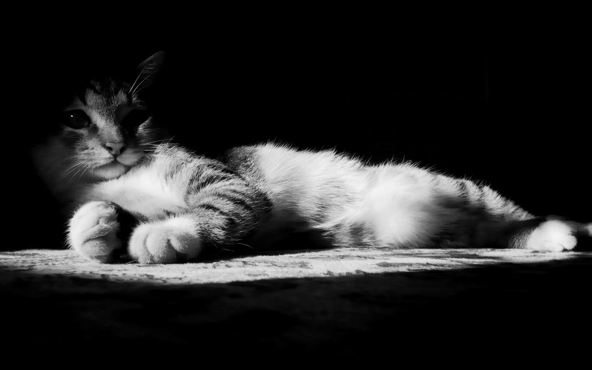 shadow, dark, cat, to lie down, lie, striped, bw, chb cell phone wallpapers