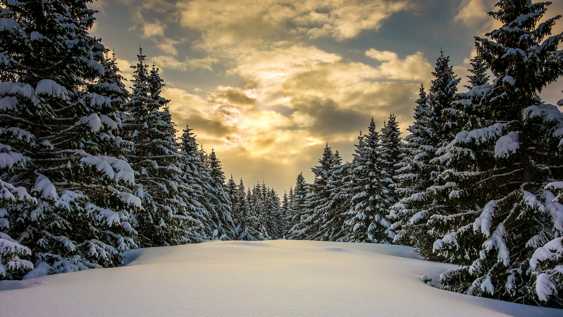 Baixar papel de parede para celular de Inverno, Neve, Floresta, Árvore, Nuvem, Terra/natureza gratuito.