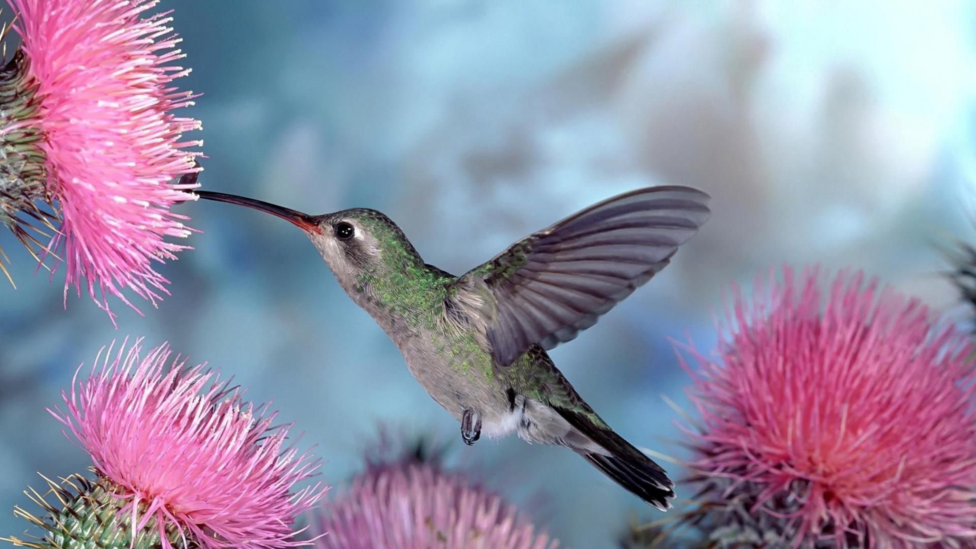 295759 descargar fondo de pantalla animales, colibrí, aves: protectores de pantalla e imágenes gratis