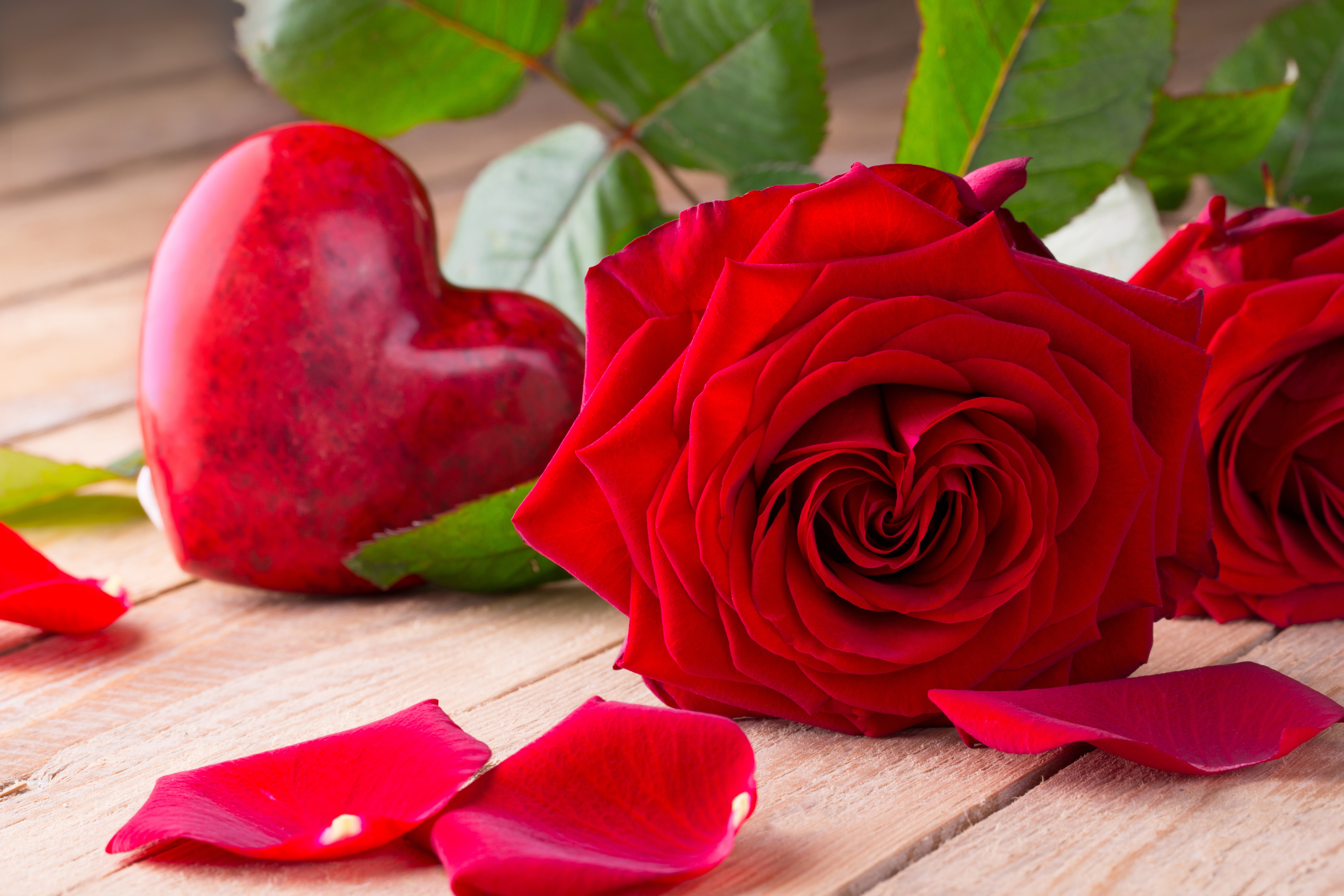 Download mobile wallpaper Valentine's Day, Rose, Holiday, Heart, Petal, Red Rose, Red Flower for free.