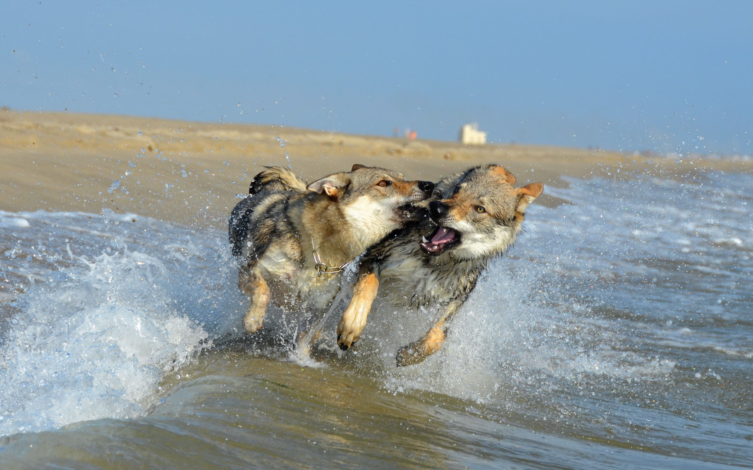 Handy-Wallpaper Tiere, Hunde, Hund kostenlos herunterladen.