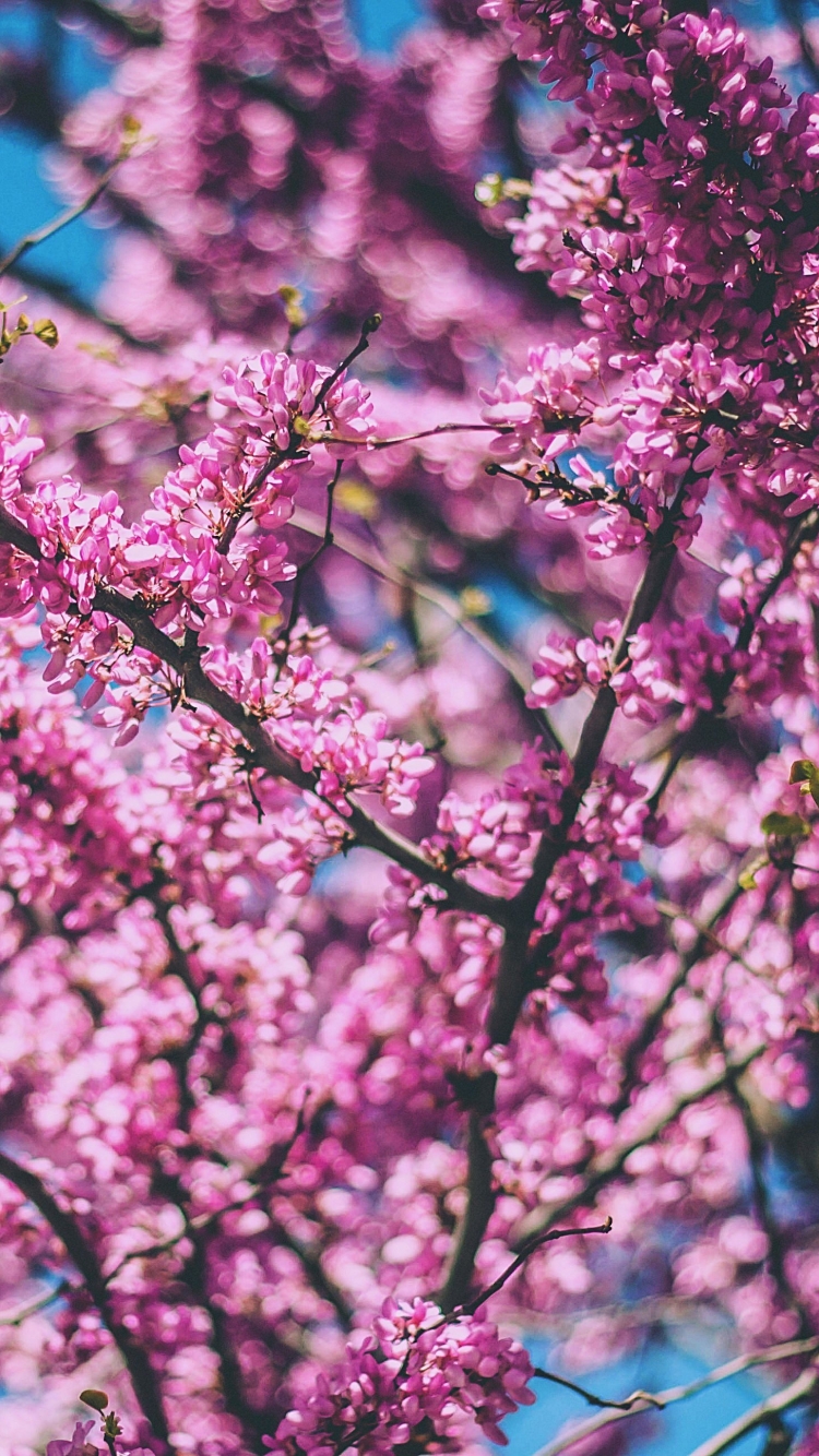 Download mobile wallpaper Nature, Flowers, Branch, Earth, Spring, Blossom, Pink Flower for free.