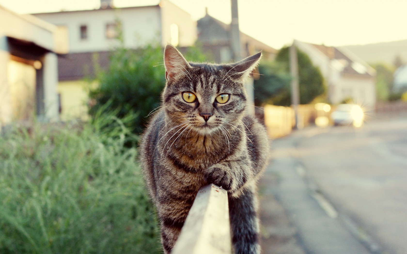 Téléchargez des papiers peints mobile Animaux, Chats, Chat gratuitement.