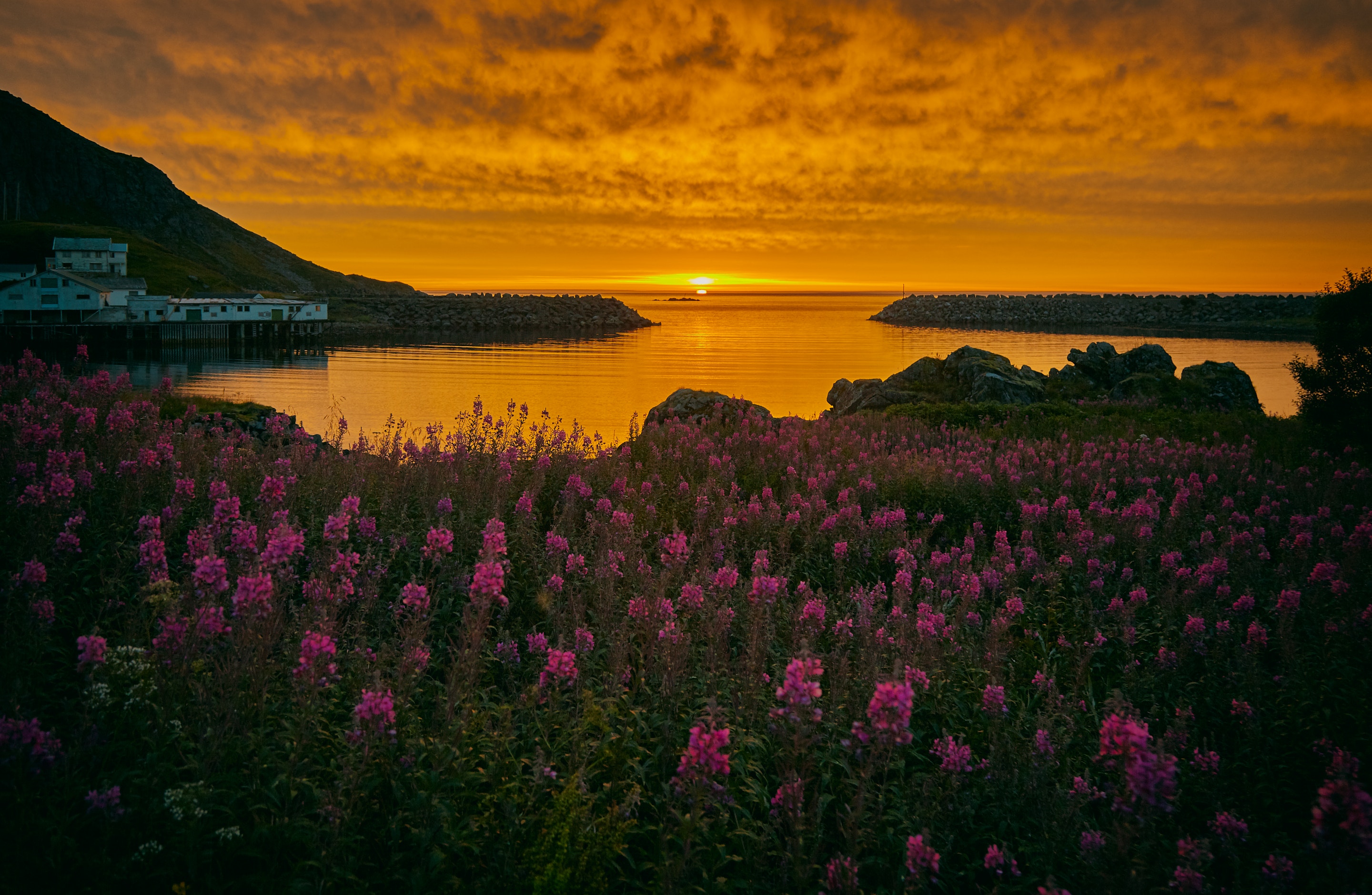 153006 скачать картинку норвегия, цветы, залив, природа, закат, берег, архипелаг - обои и заставки бесплатно