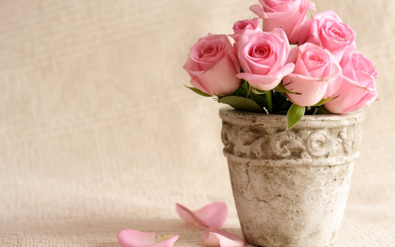 Baixar papel de parede para celular de Flores, Plantas, Rosas gratuito.