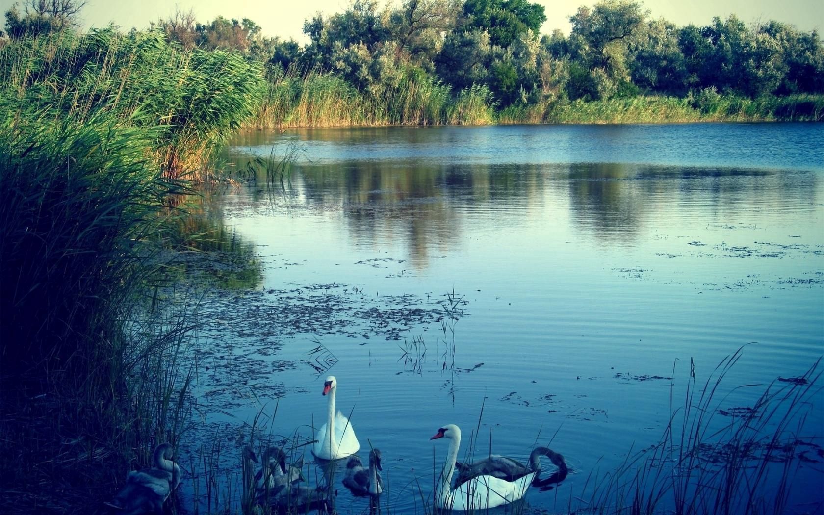 Handy-Wallpaper See, Tiere, Natur, Swans kostenlos herunterladen.