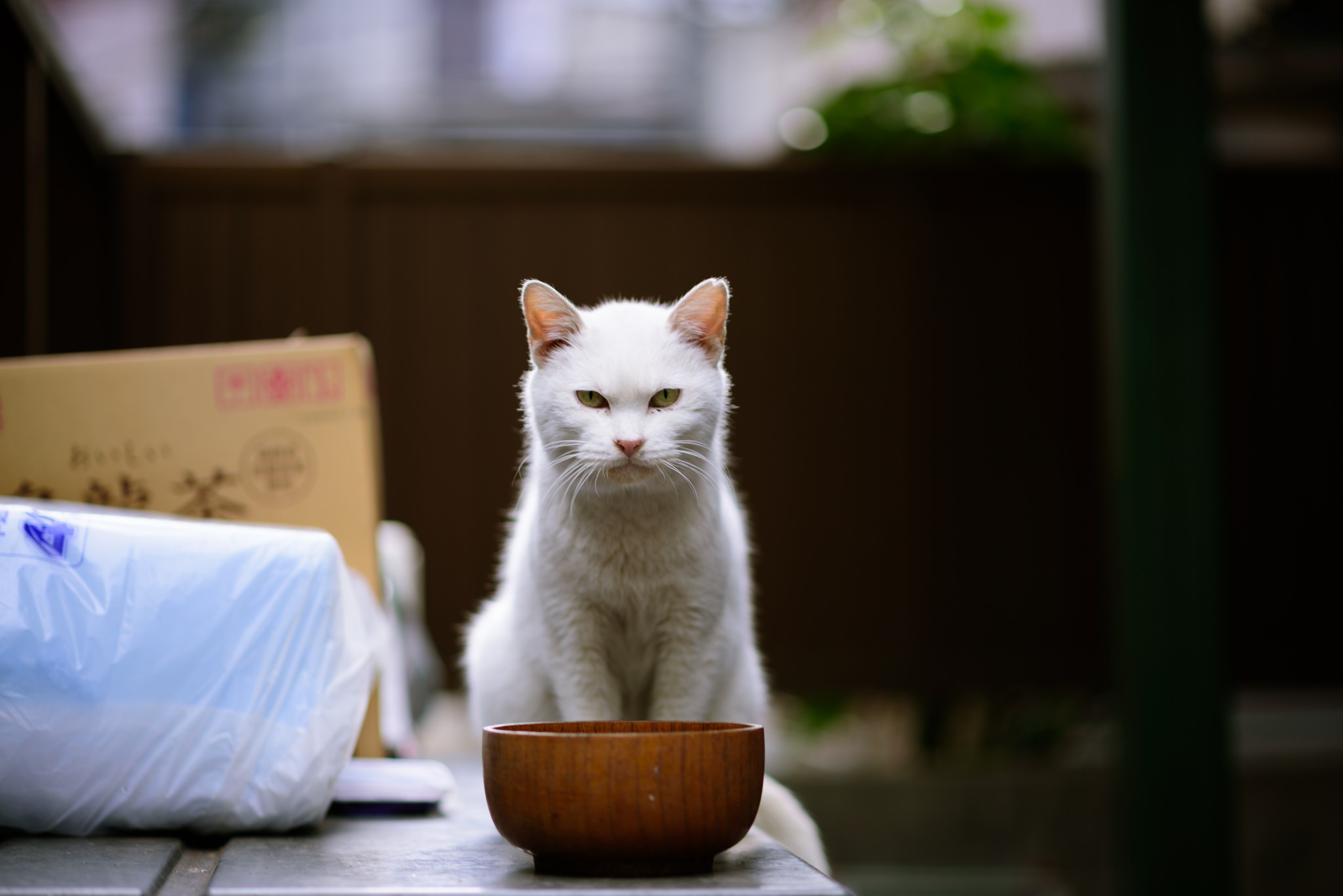 Download mobile wallpaper Cats, Cat, Animal, Stare, Depth Of Field for free.