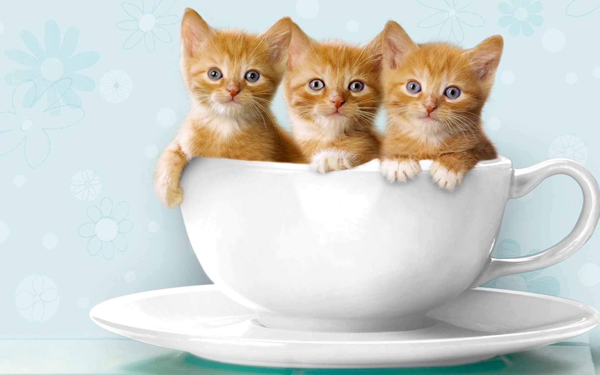 411148 завантажити картинку тварина, кішка, дитинча тварини, милий, кошеня, чайна чашка, коти - шпалери і заставки безкоштовно