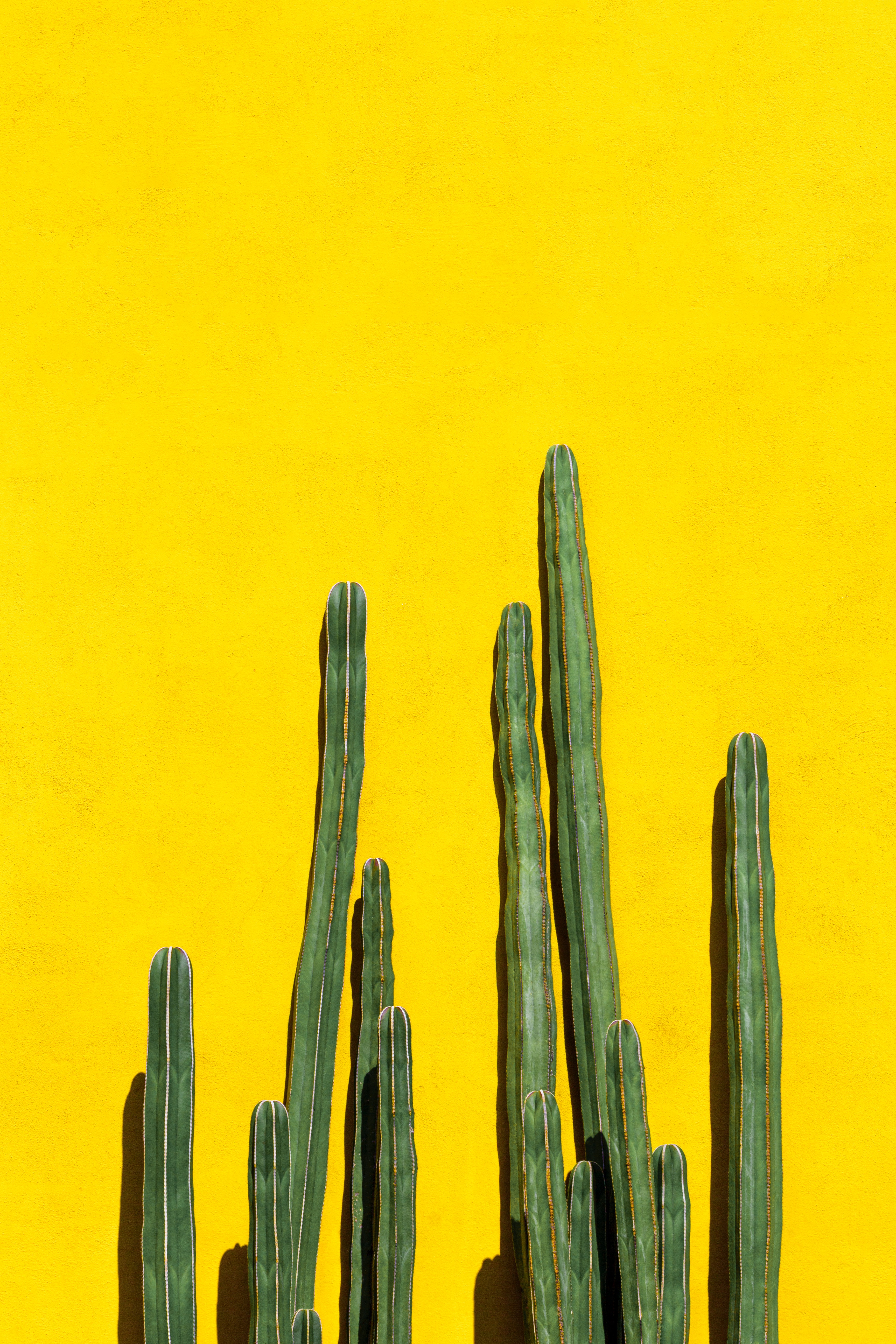 cactuses, yellow, plant, miscellanea, miscellaneous, thorns, prickles
