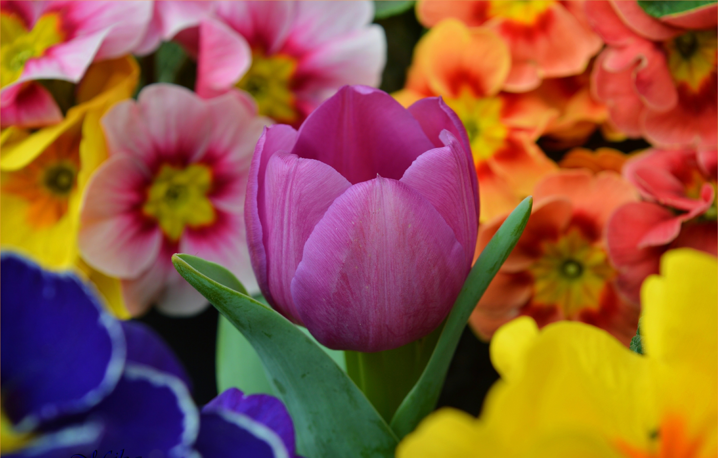 Free download wallpaper Flowers, Earth, Tulip on your PC desktop