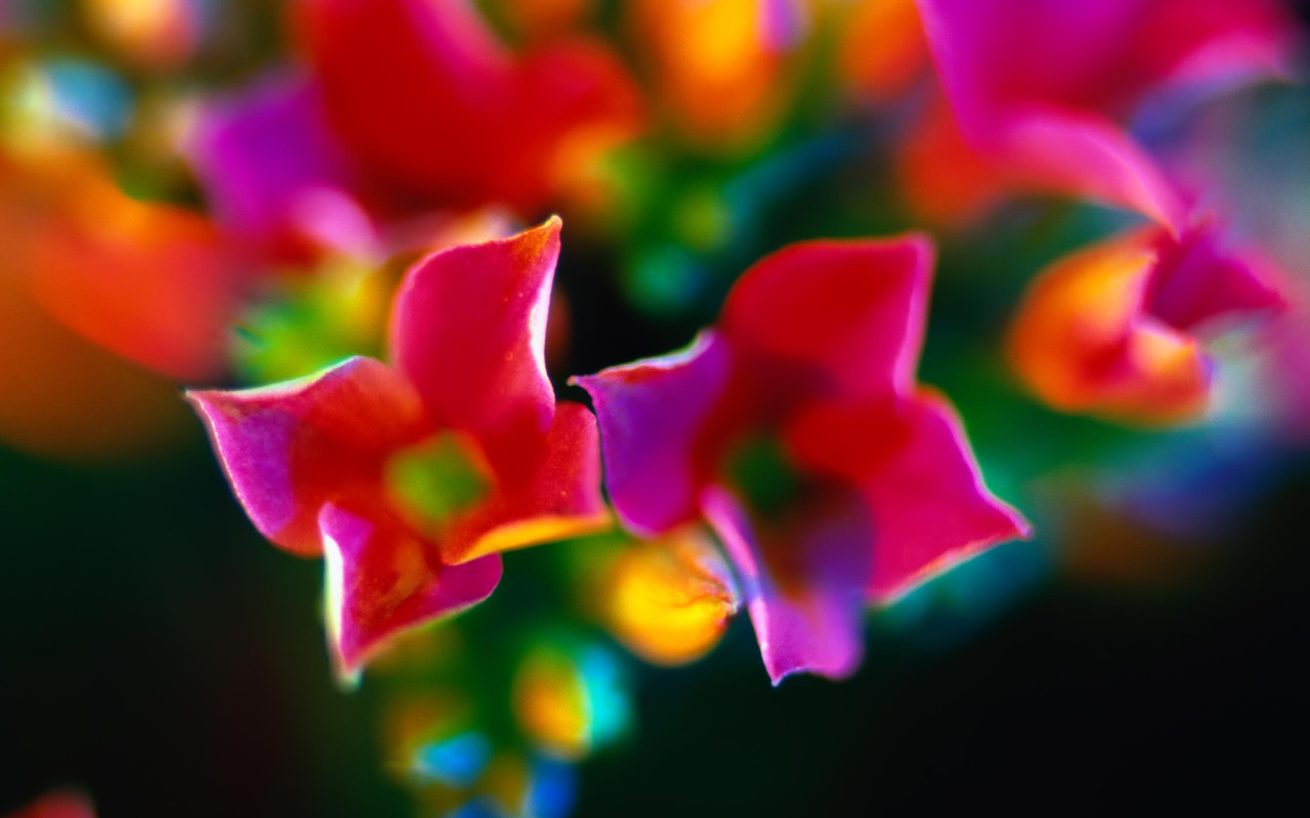 Free download wallpaper Flowers, Flower, Earth, Colorful on your PC desktop