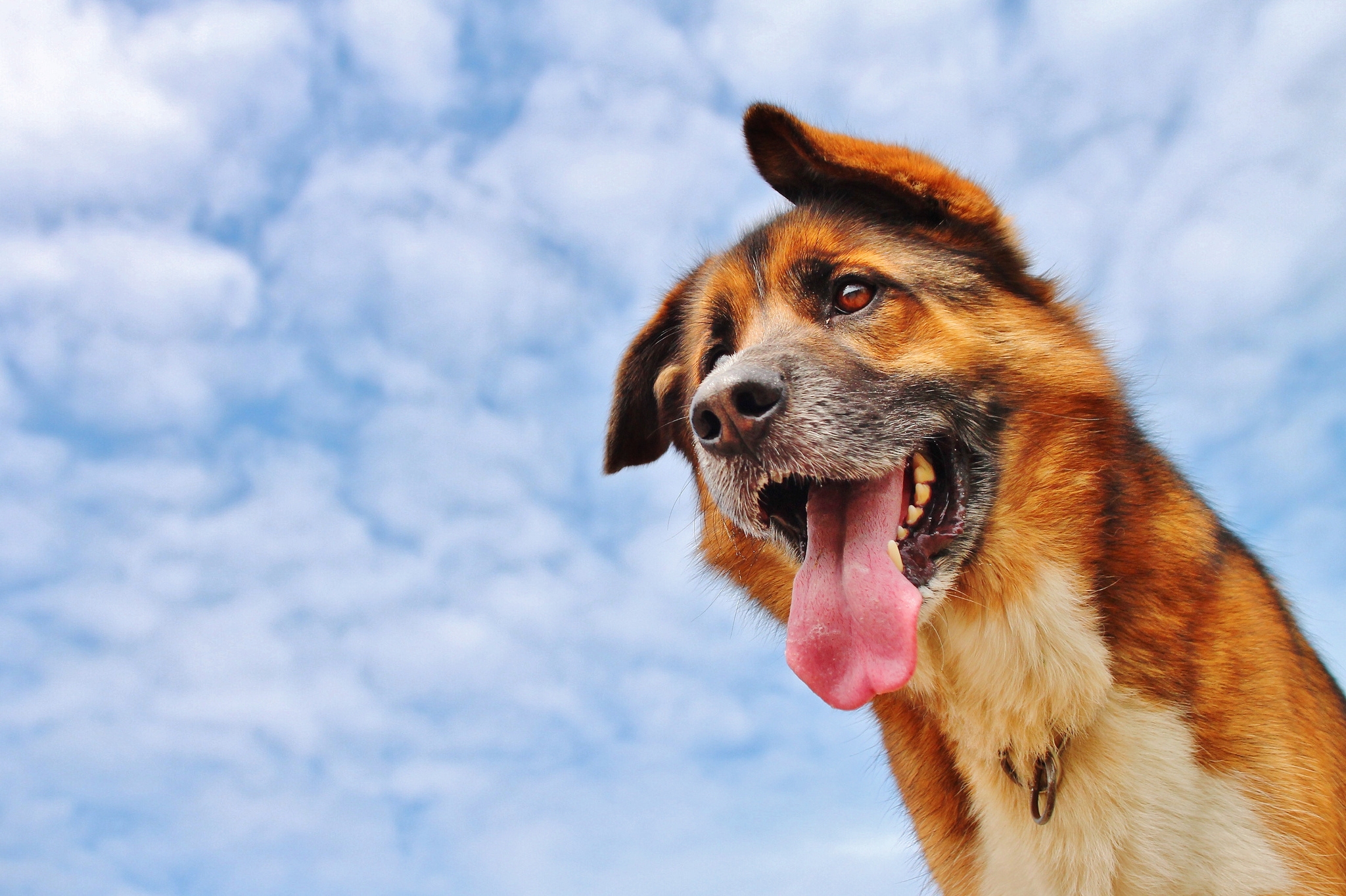 Download mobile wallpaper Language, Tongue, Dog, Muzzle, Animals, Sky, Background for free.