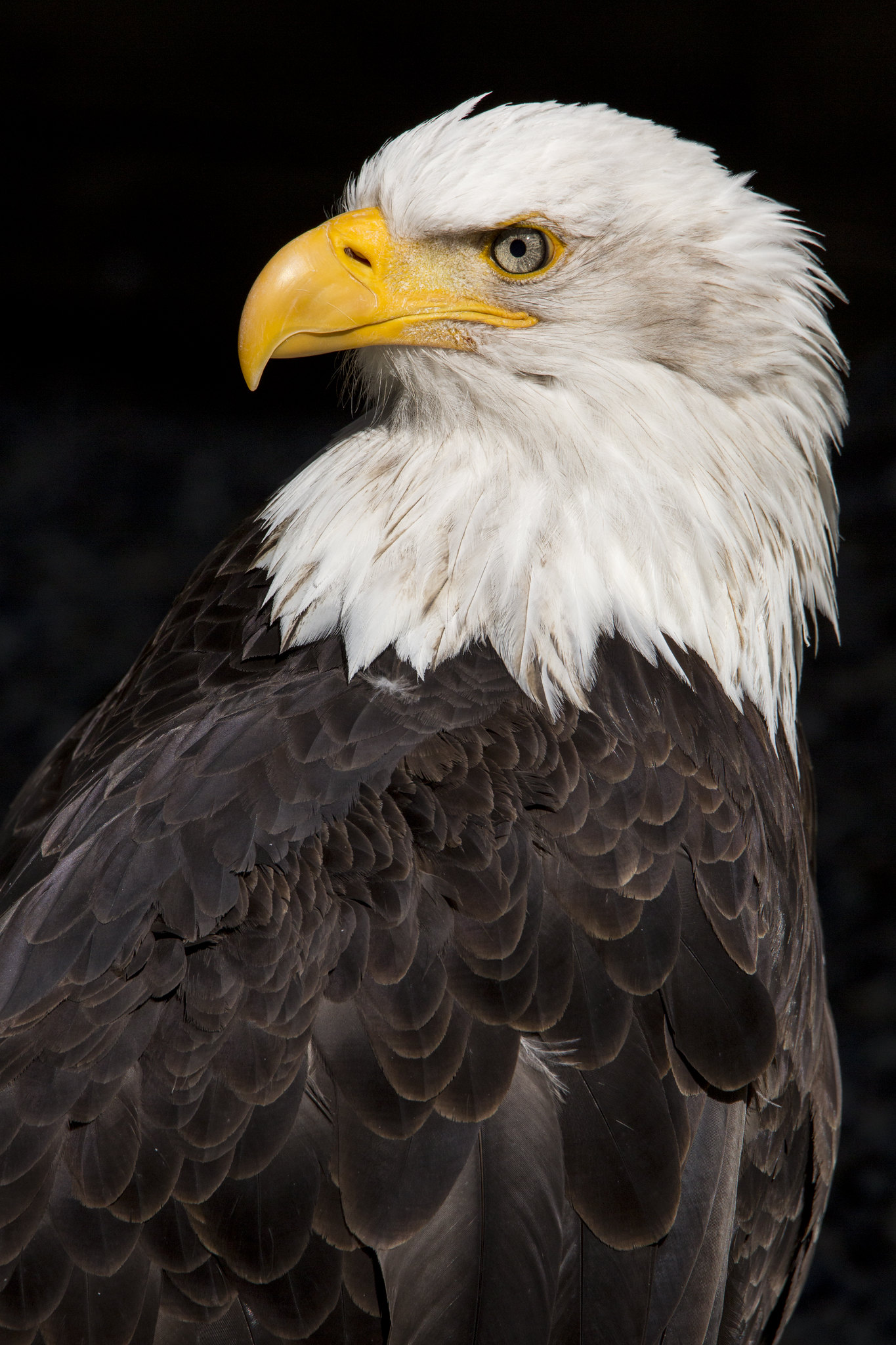 Free HD eagle, animals, feather, bird, beak