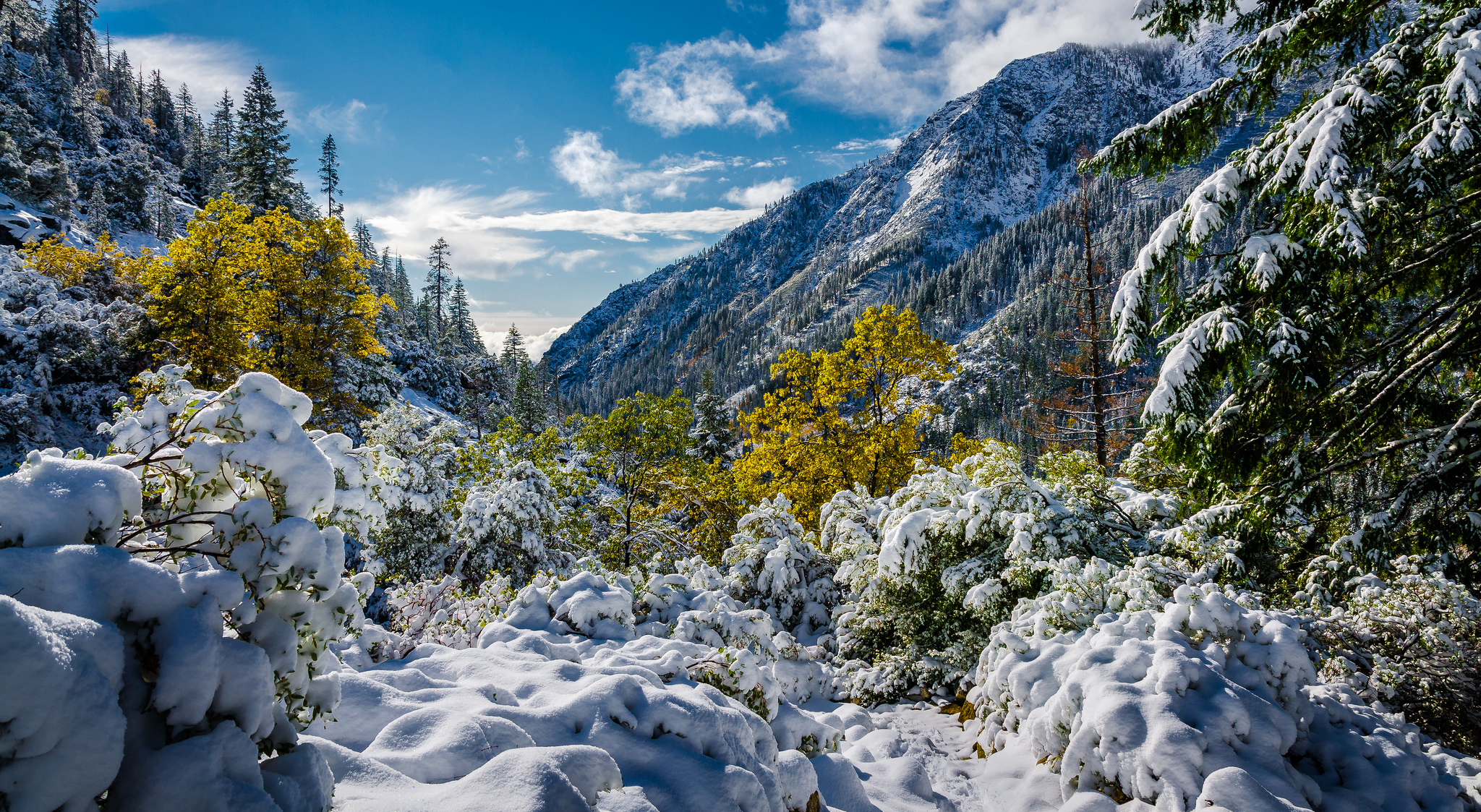 無料モバイル壁紙冬, 自然, 木, 雪, 山, 地球, カリフォルニアをダウンロードします。