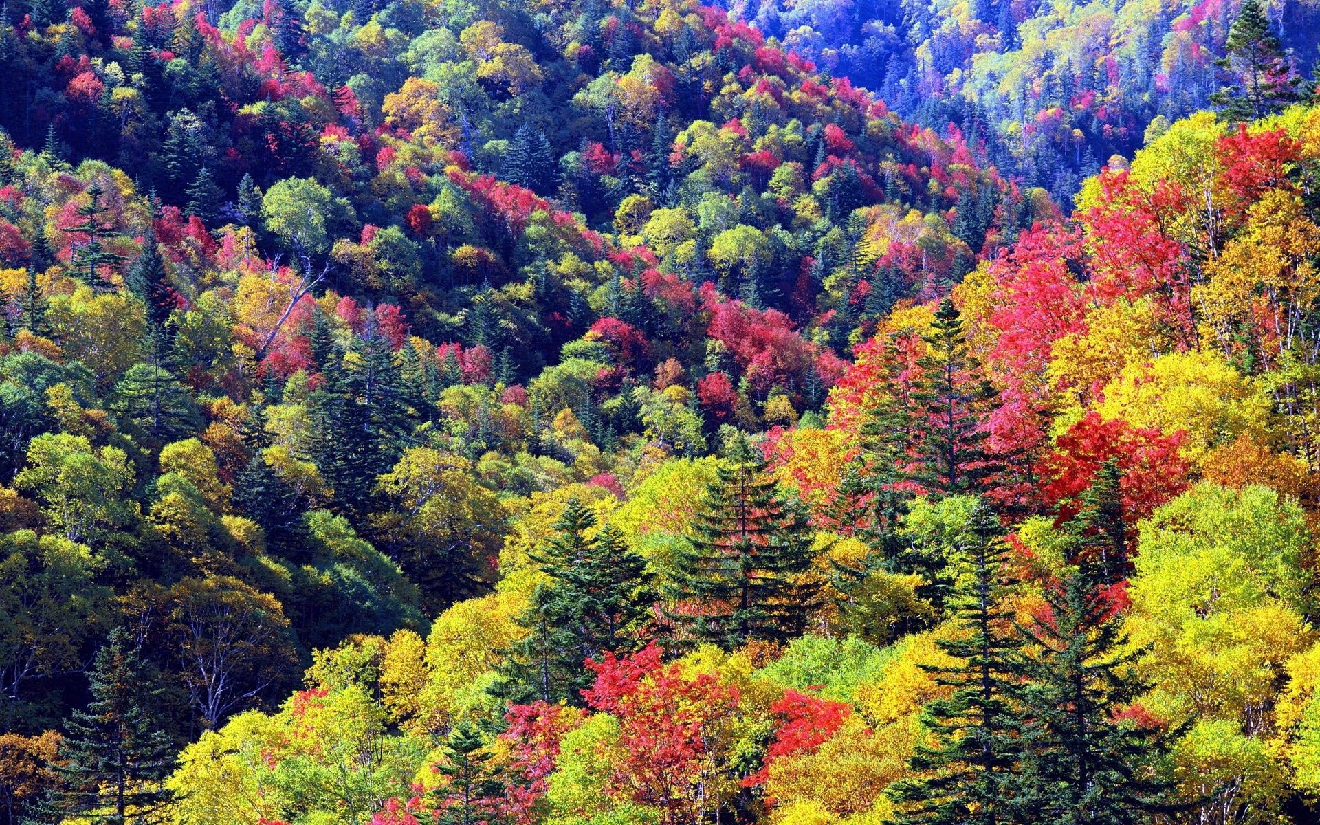 105409 скачать картинку осень, склоны, природа, деревья, цвета, палитра - обои и заставки бесплатно