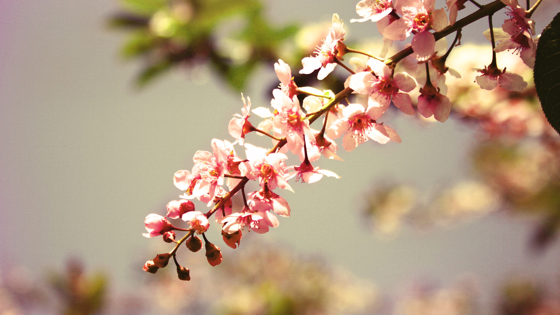 Descarga gratis la imagen Flores, Flor, Tierra/naturaleza en el escritorio de tu PC