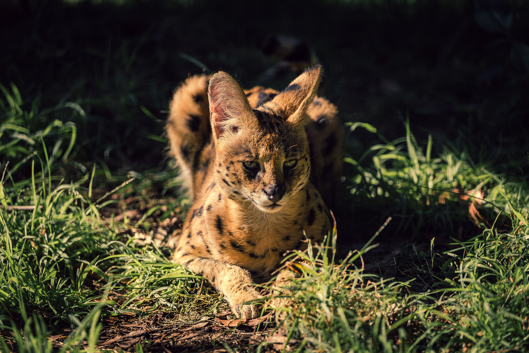 378331 Hintergrundbild herunterladen tiere, serval, gras, katzen - Bildschirmschoner und Bilder kostenlos