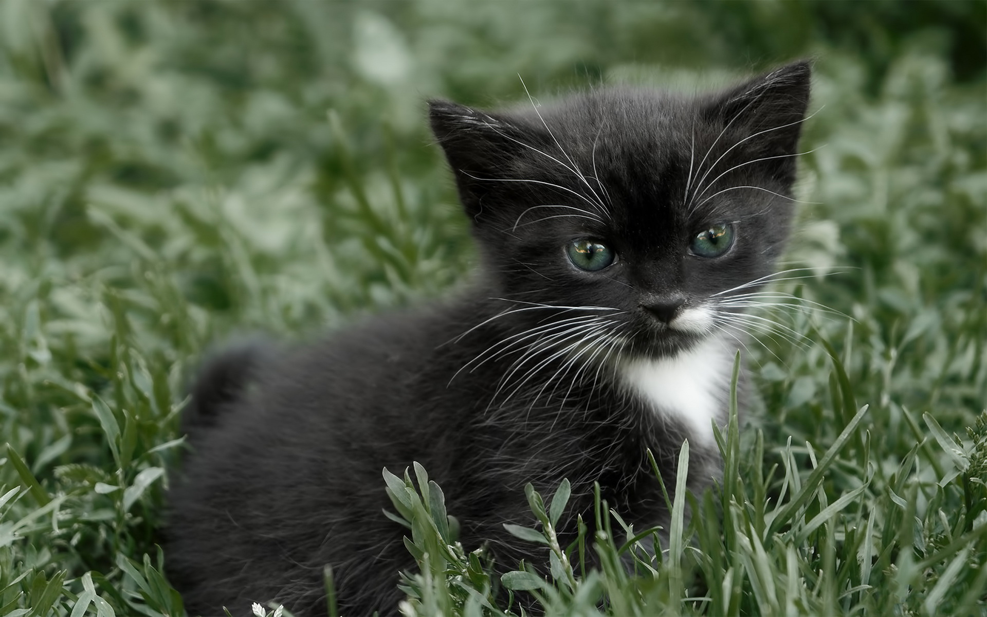 Baixe gratuitamente a imagem Gato, Gatos, Animais na área de trabalho do seu PC