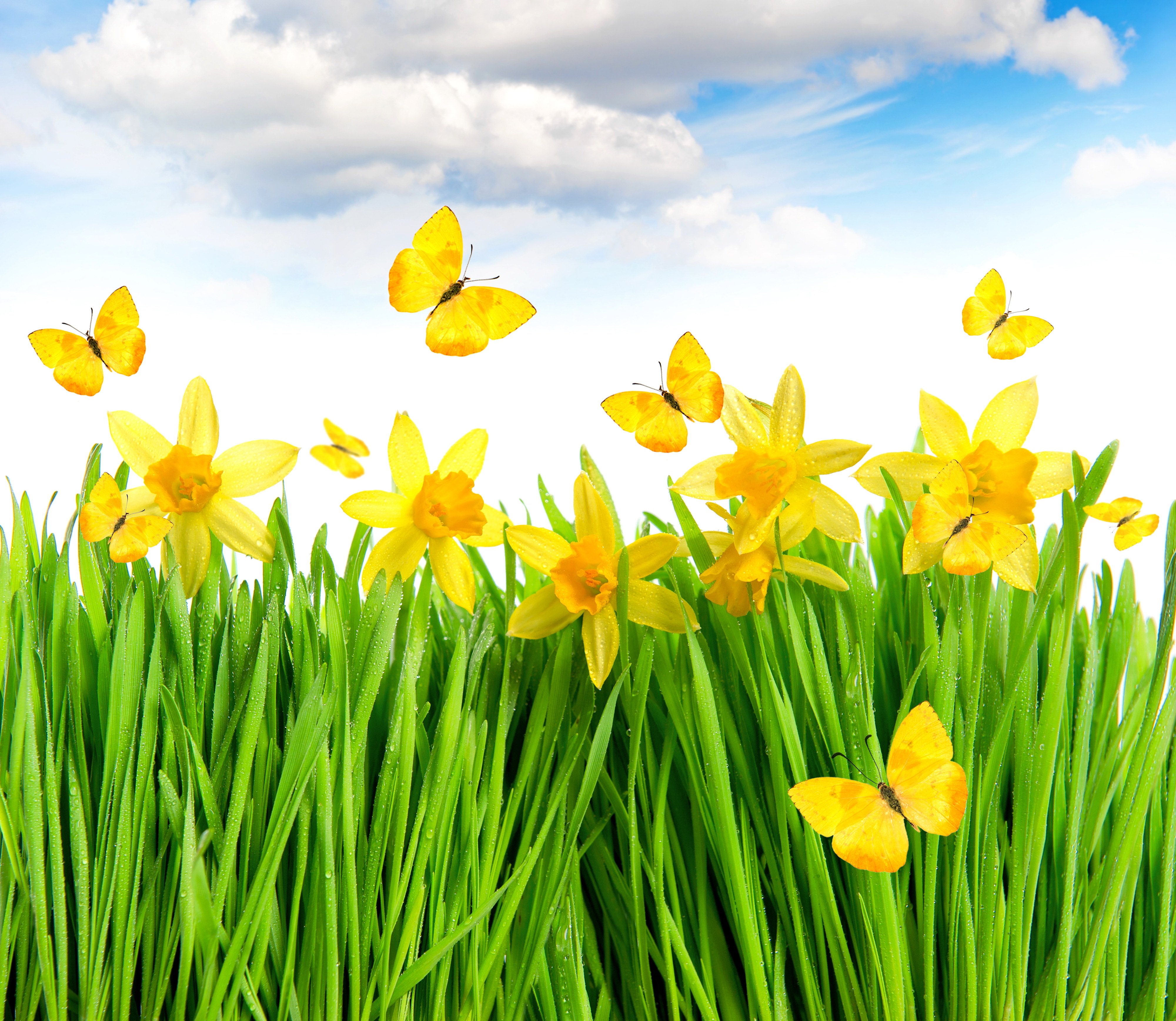 Free download wallpaper Flowers, Flower, Earth, Butterfly, Yellow Flower, Daffodil on your PC desktop