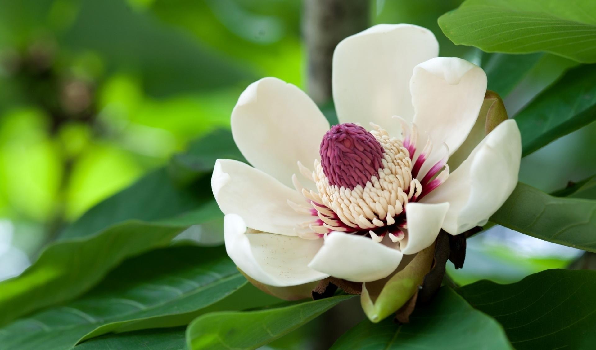 413459 Bildschirmschoner und Hintergrundbilder Blumen auf Ihrem Telefon. Laden Sie  Bilder kostenlos herunter