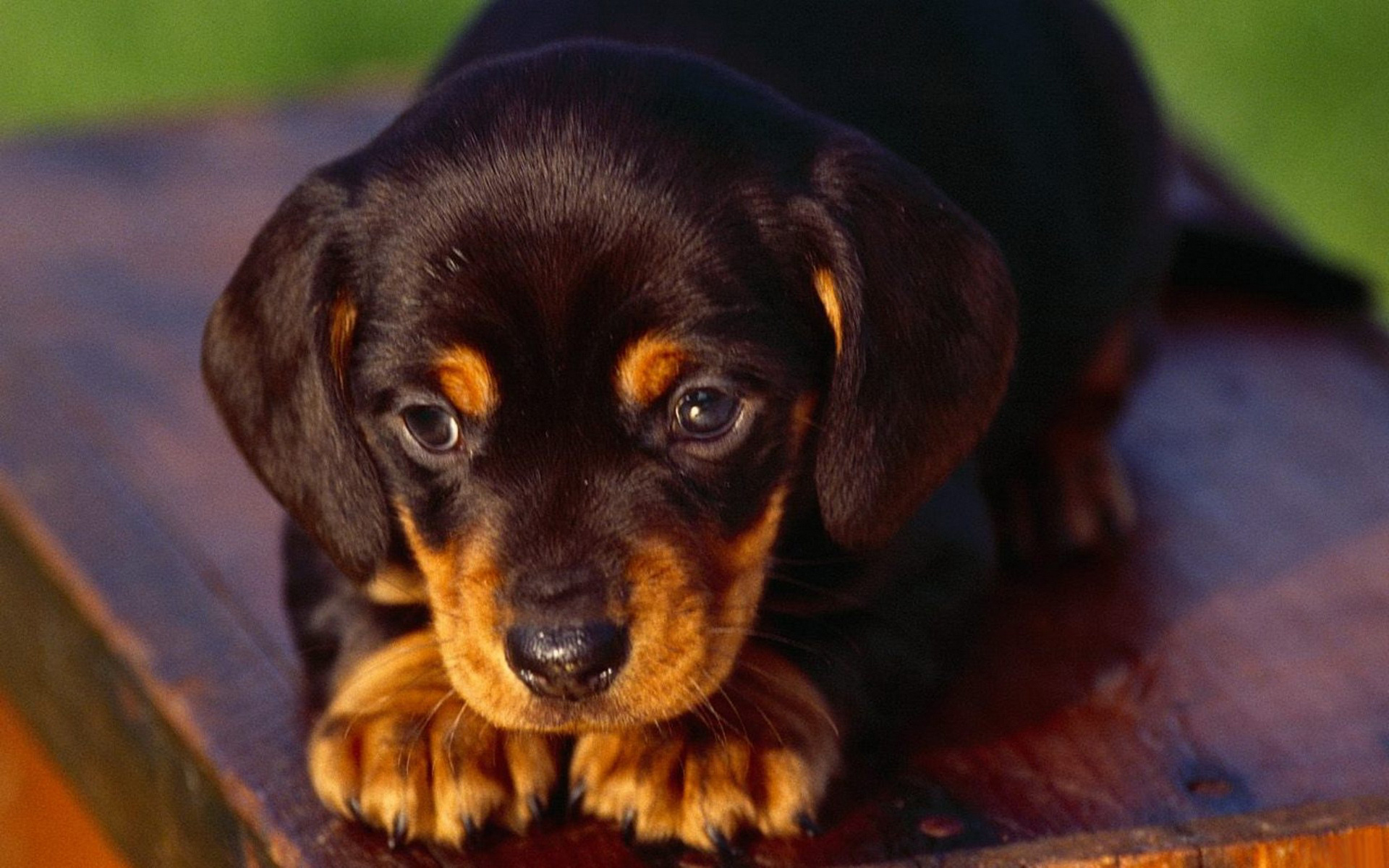 Baixar papel de parede para celular de Animais, Cães, Cão gratuito.