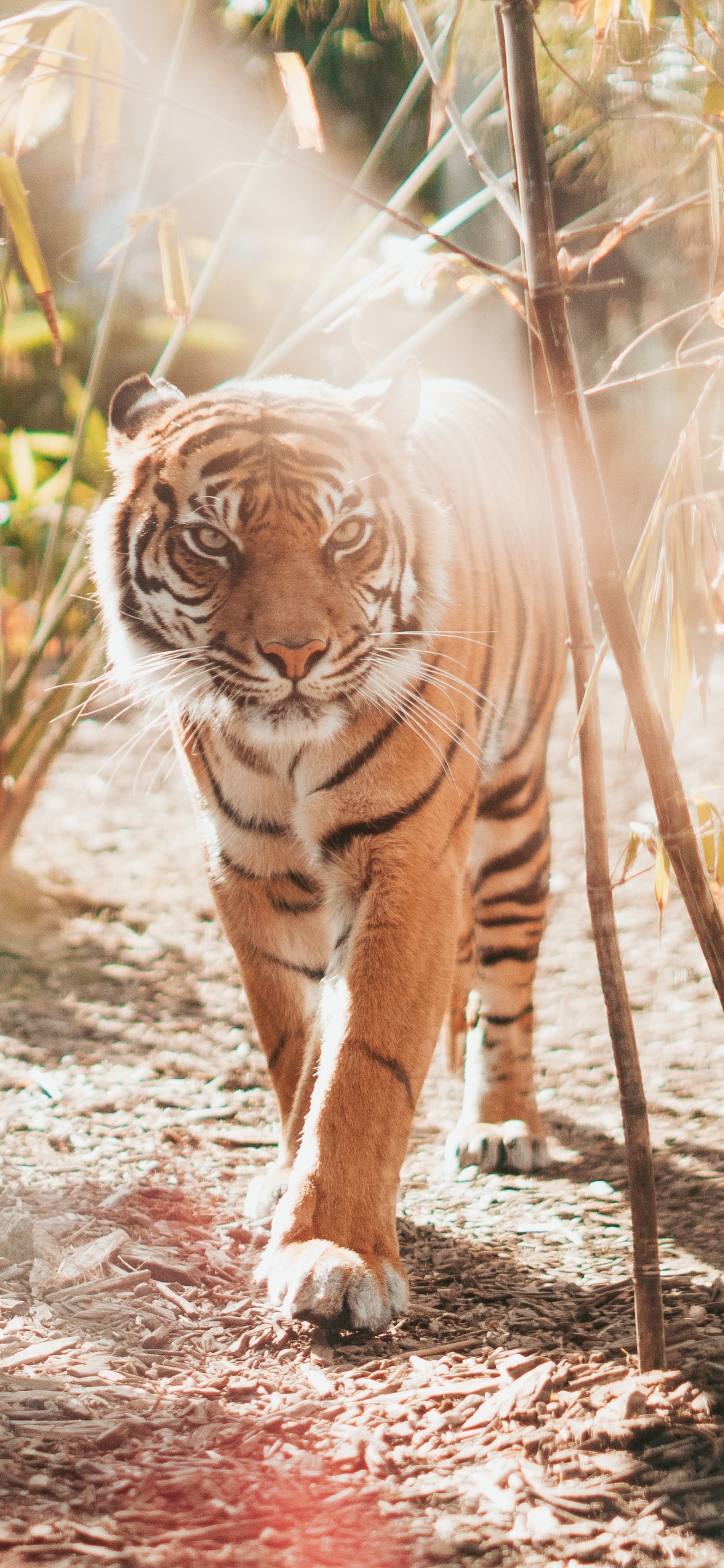 Download mobile wallpaper Cats, Tiger, Animal for free.