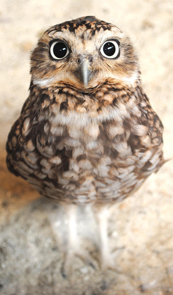 Handy-Wallpaper Tiere, Vögel, Eule, Vogel, Schnabel kostenlos herunterladen.