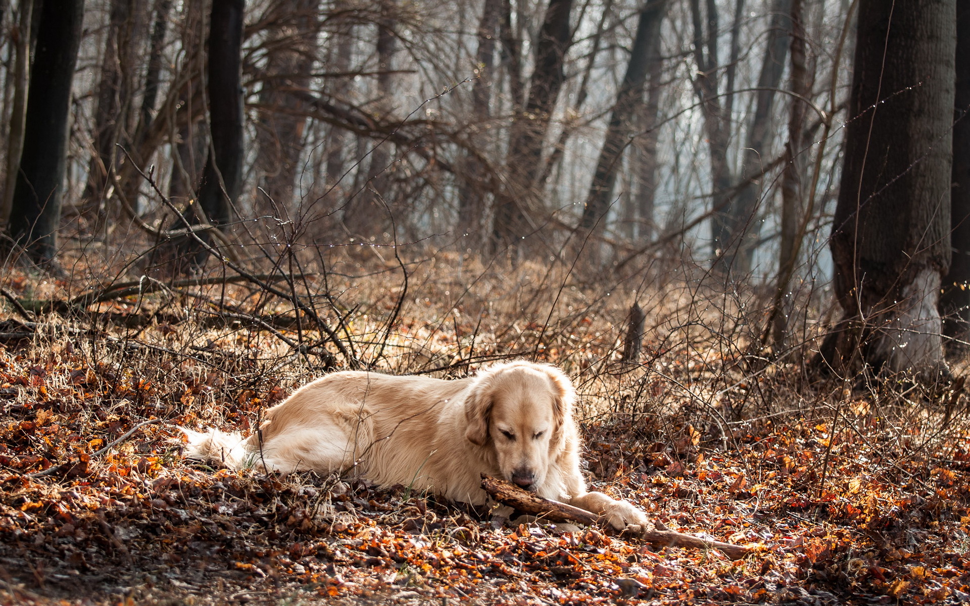 Téléchargez des papiers peints mobile Animaux, Chiens, Chien gratuitement.