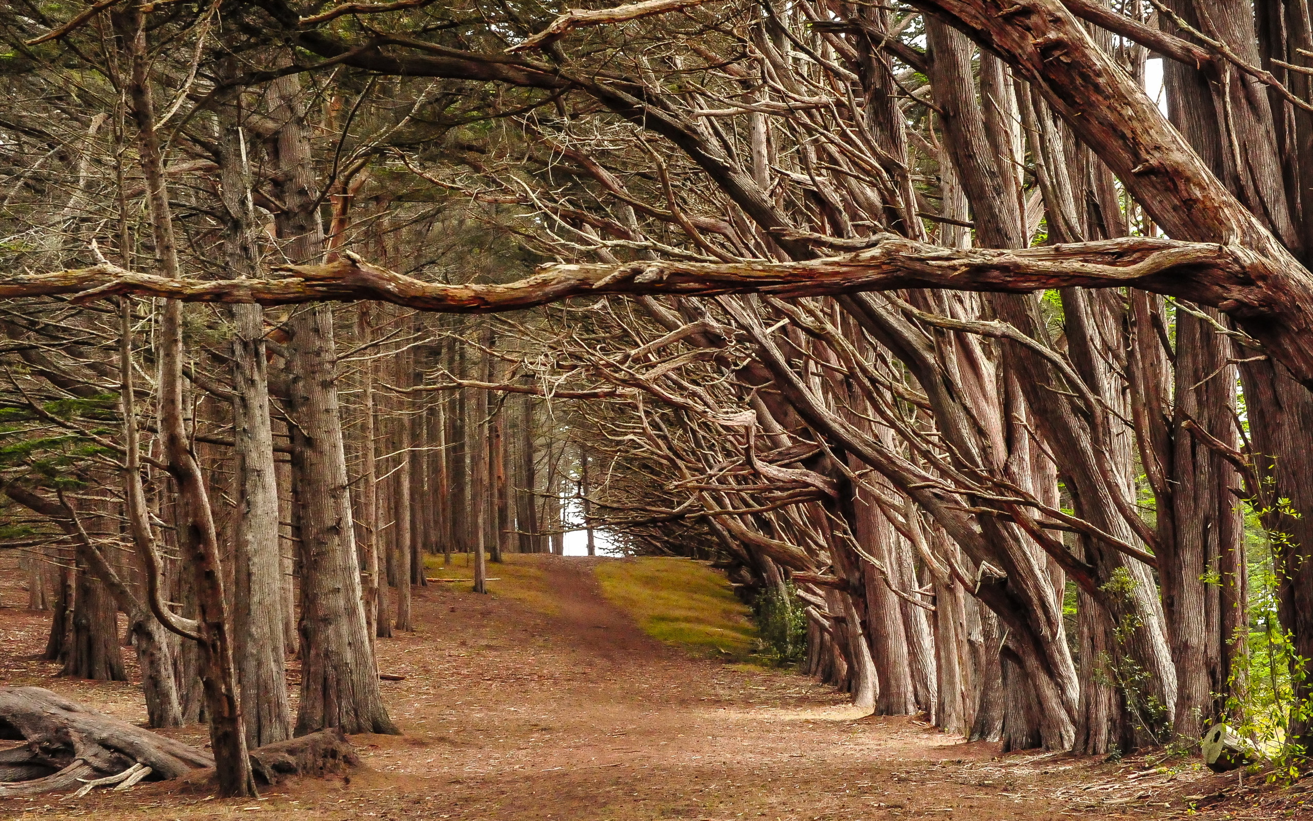 Baixar papel de parede para celular de Caminho, Terra/natureza gratuito.