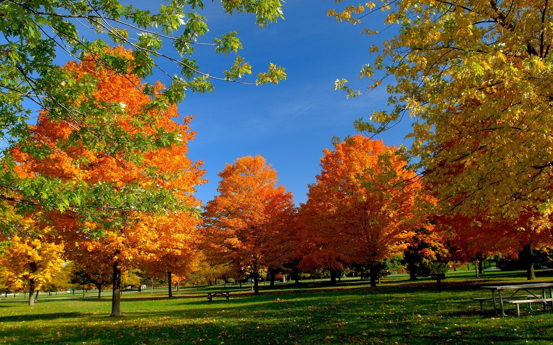 100477 скачать картинку природа, парк, листва, осень, деревья, трава - обои и заставки бесплатно