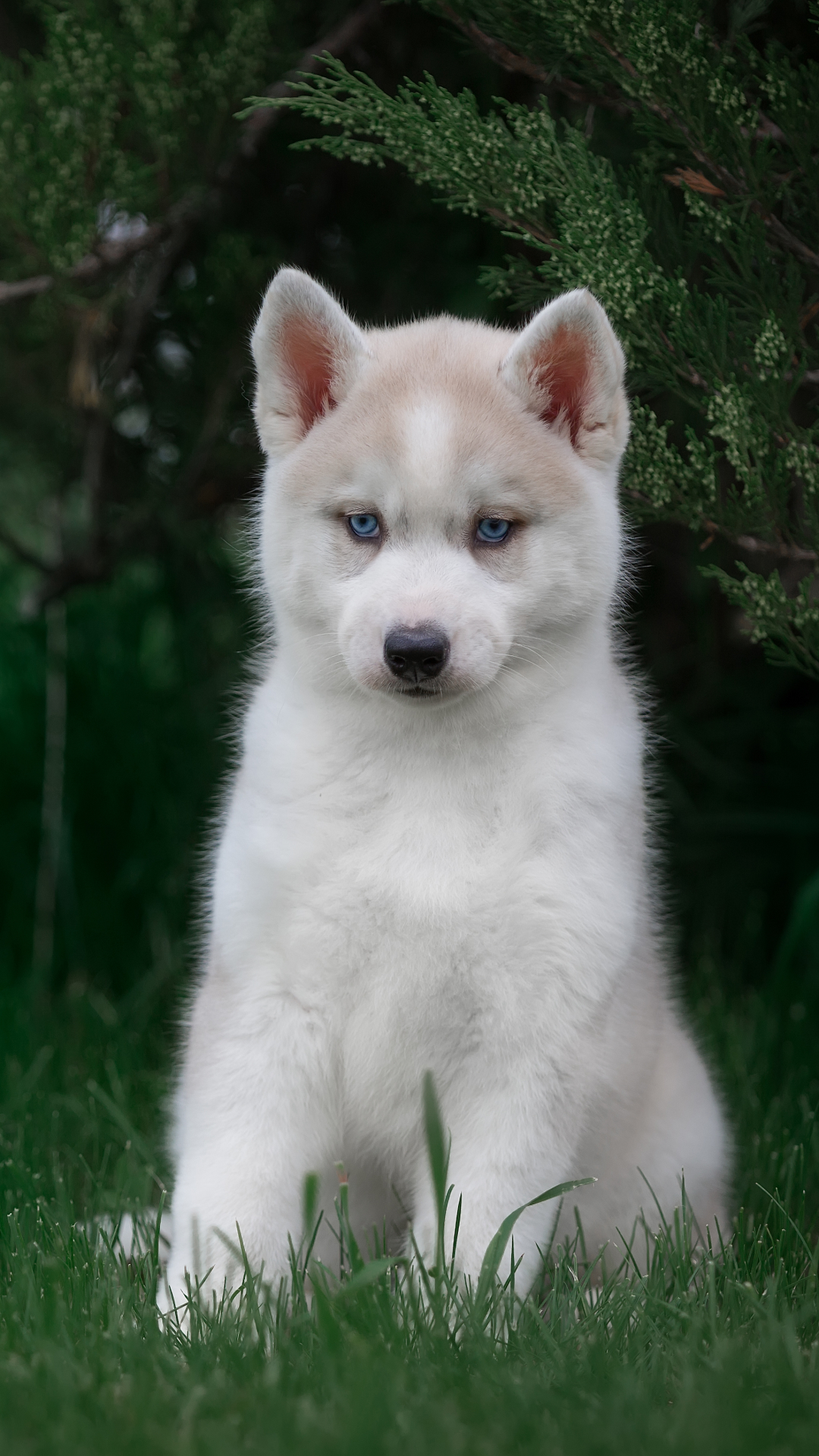 Download mobile wallpaper Dogs, Dog, Animal, Puppy, Husky, Baby Animal for free.