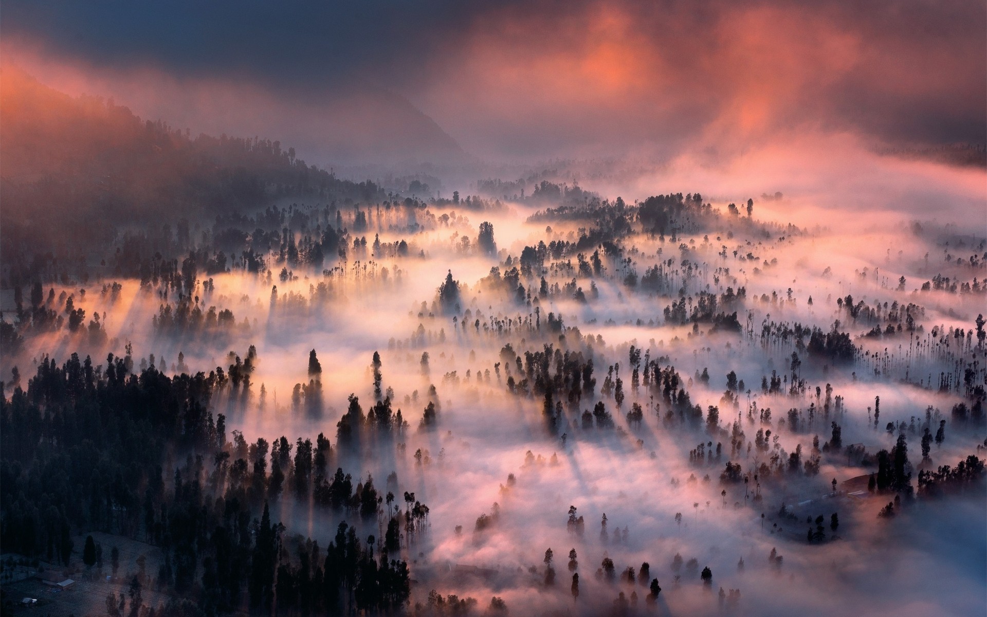 Descarga gratuita de fondo de pantalla para móvil de Paisaje, Naturaleza, Bosque, Niebla, Tierra/naturaleza.