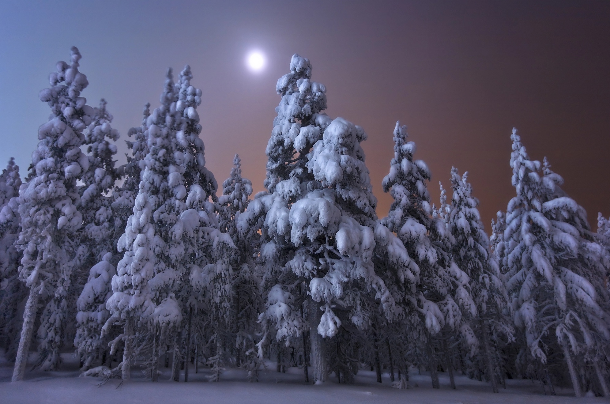 Download mobile wallpaper Winter, Night, Snow, Forest, Earth, Full Moon for free.