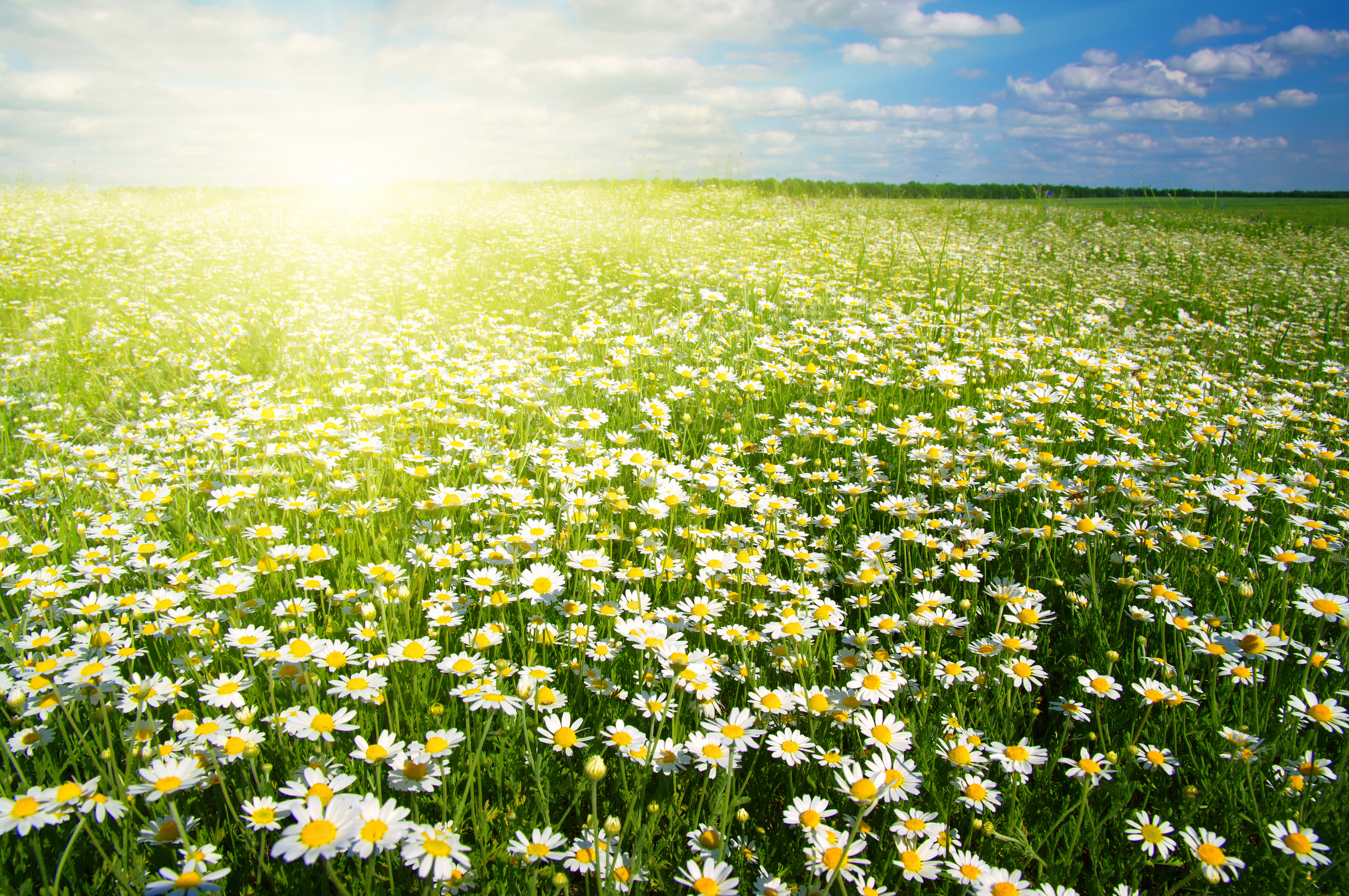 1529341 descargar fondo de pantalla tierra/naturaleza, manzanilla, campo, flor, primavera, sol, brillo solar, flor blanca, flores: protectores de pantalla e imágenes gratis